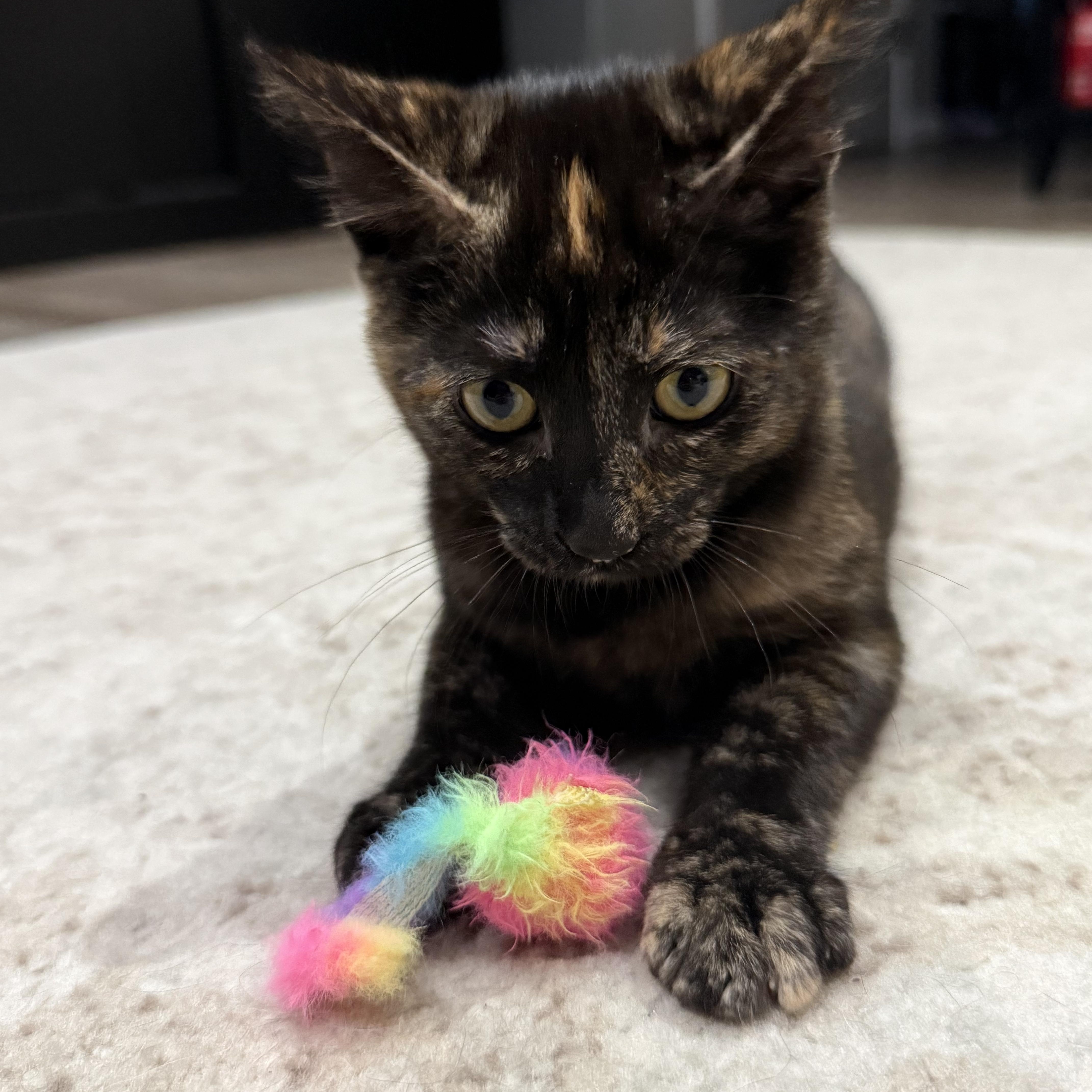 Torta INDOOR ONLY, an adopted mixed breed in Stockton, CA image 2/6