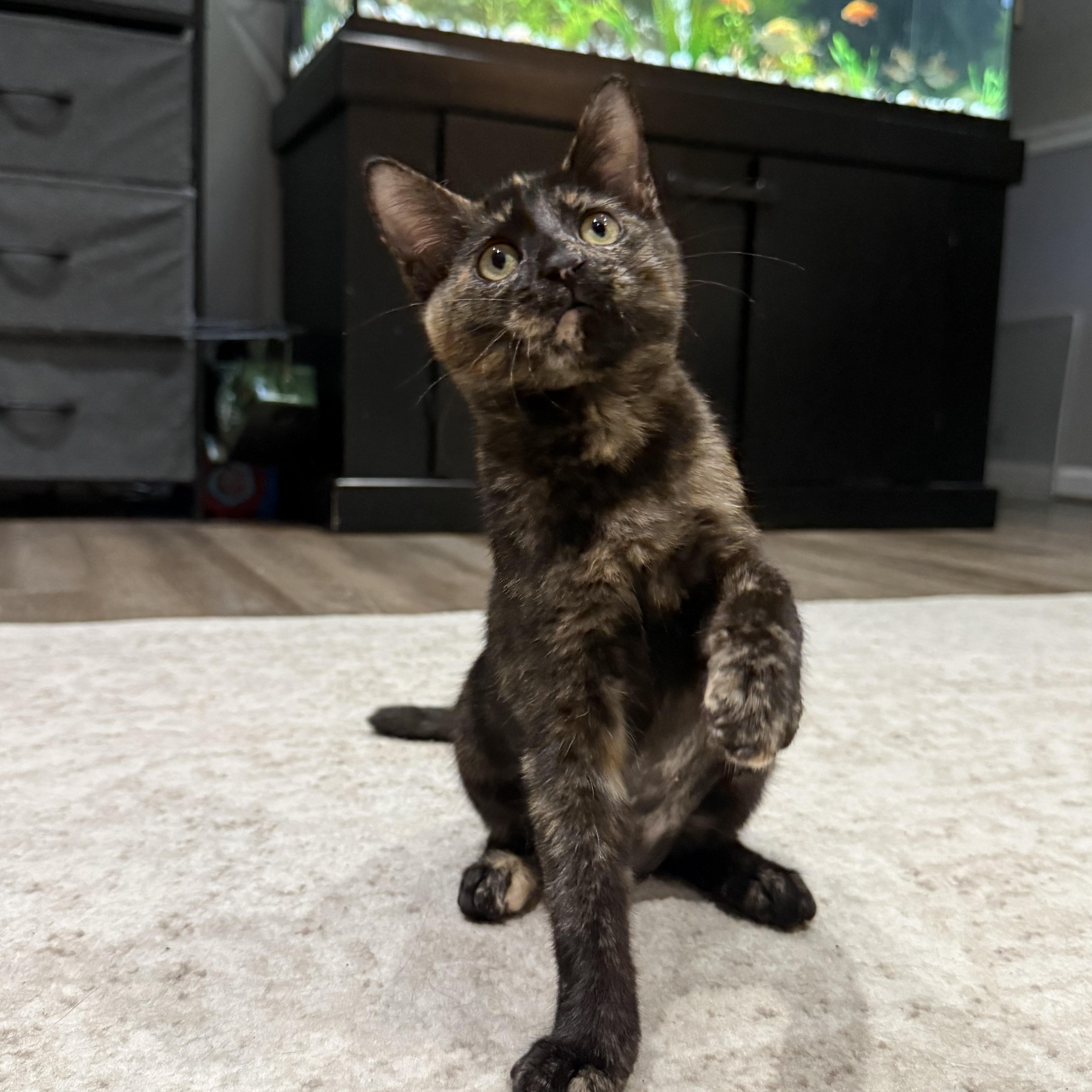 Torta INDOOR ONLY, an adopted mixed breed in Stockton, CA image 5/6