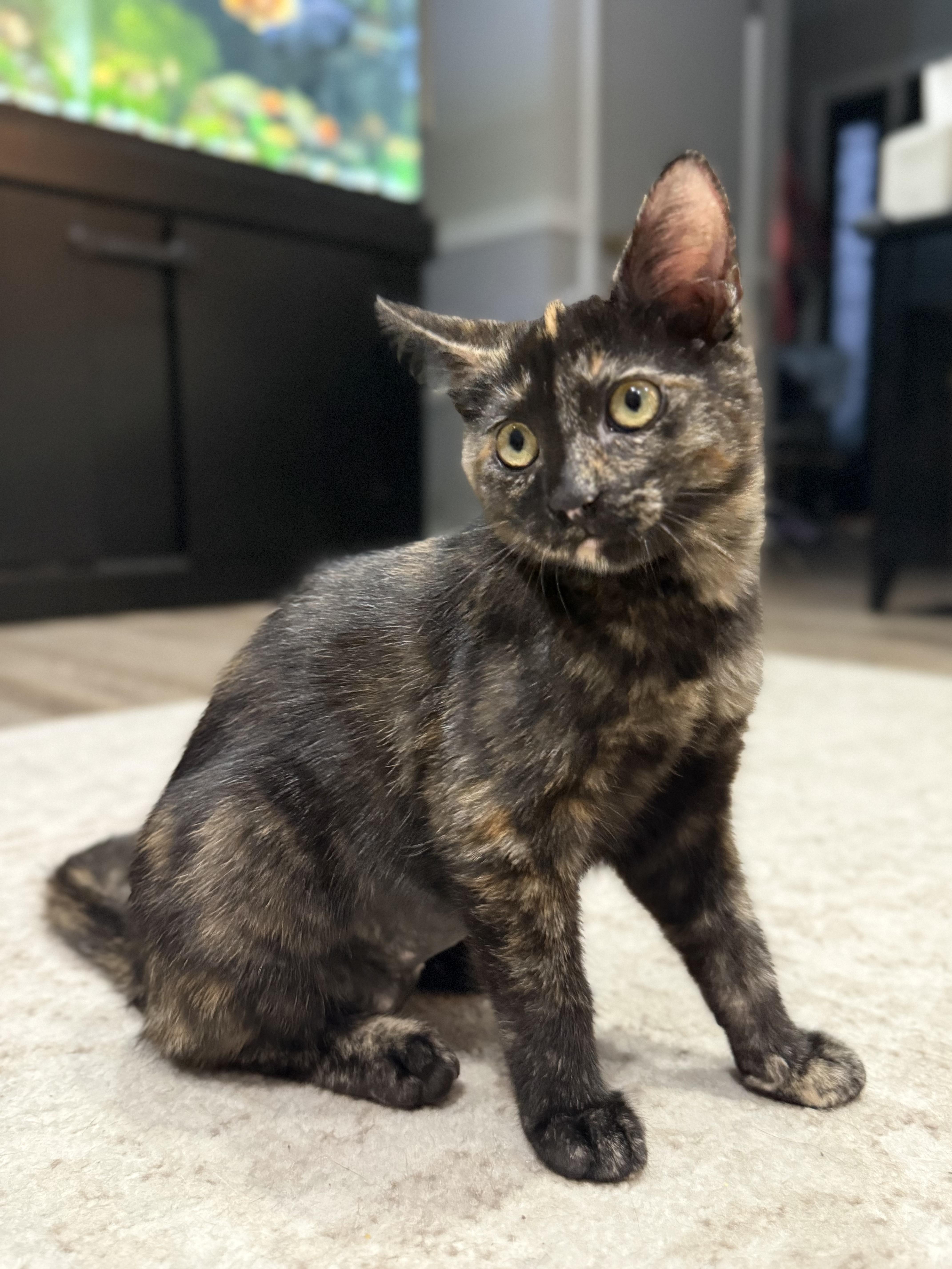 Torta INDOOR ONLY, an adopted mixed breed in Stockton, CA image 1/6