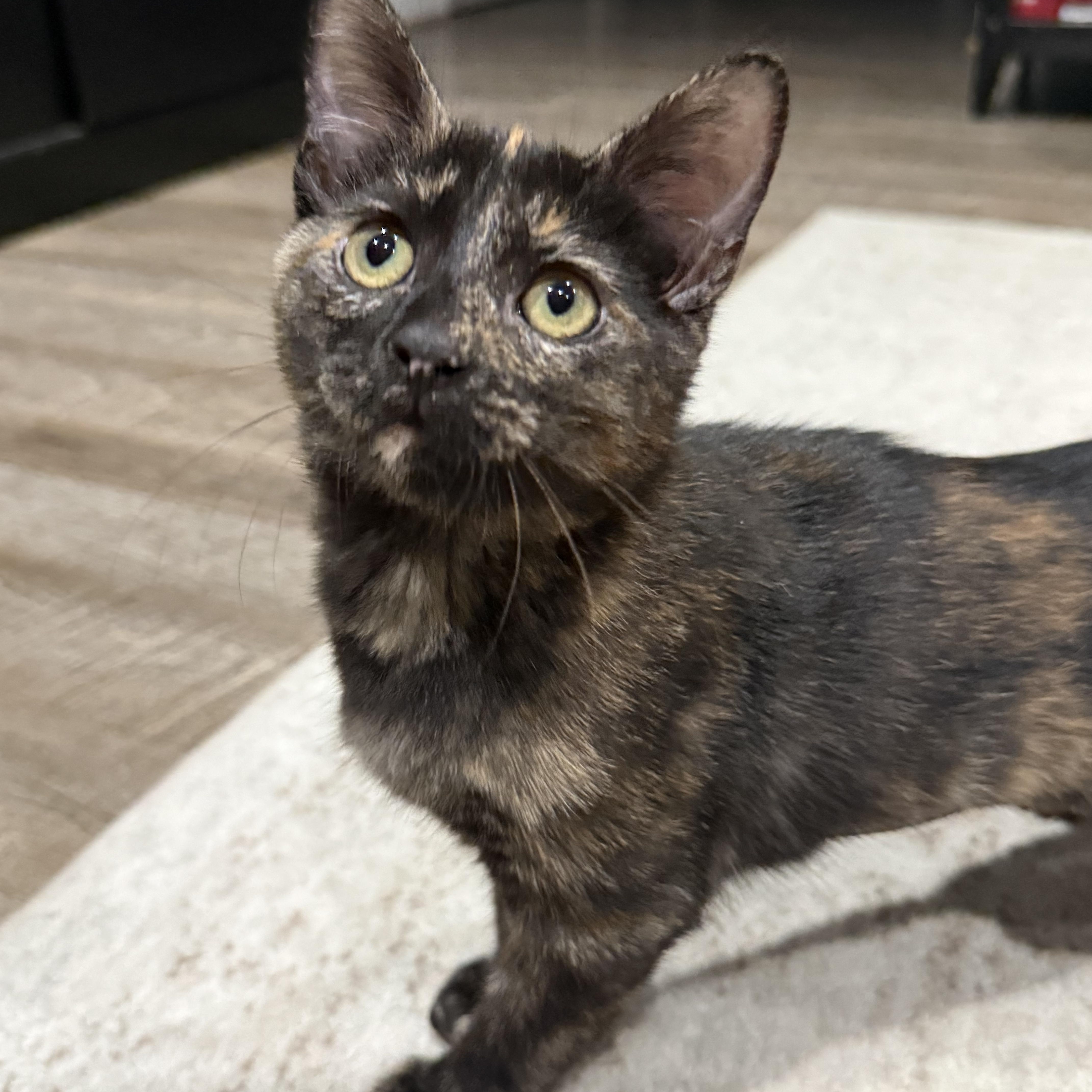 Torta INDOOR ONLY, an adopted mixed breed in Stockton, CA image 3/6