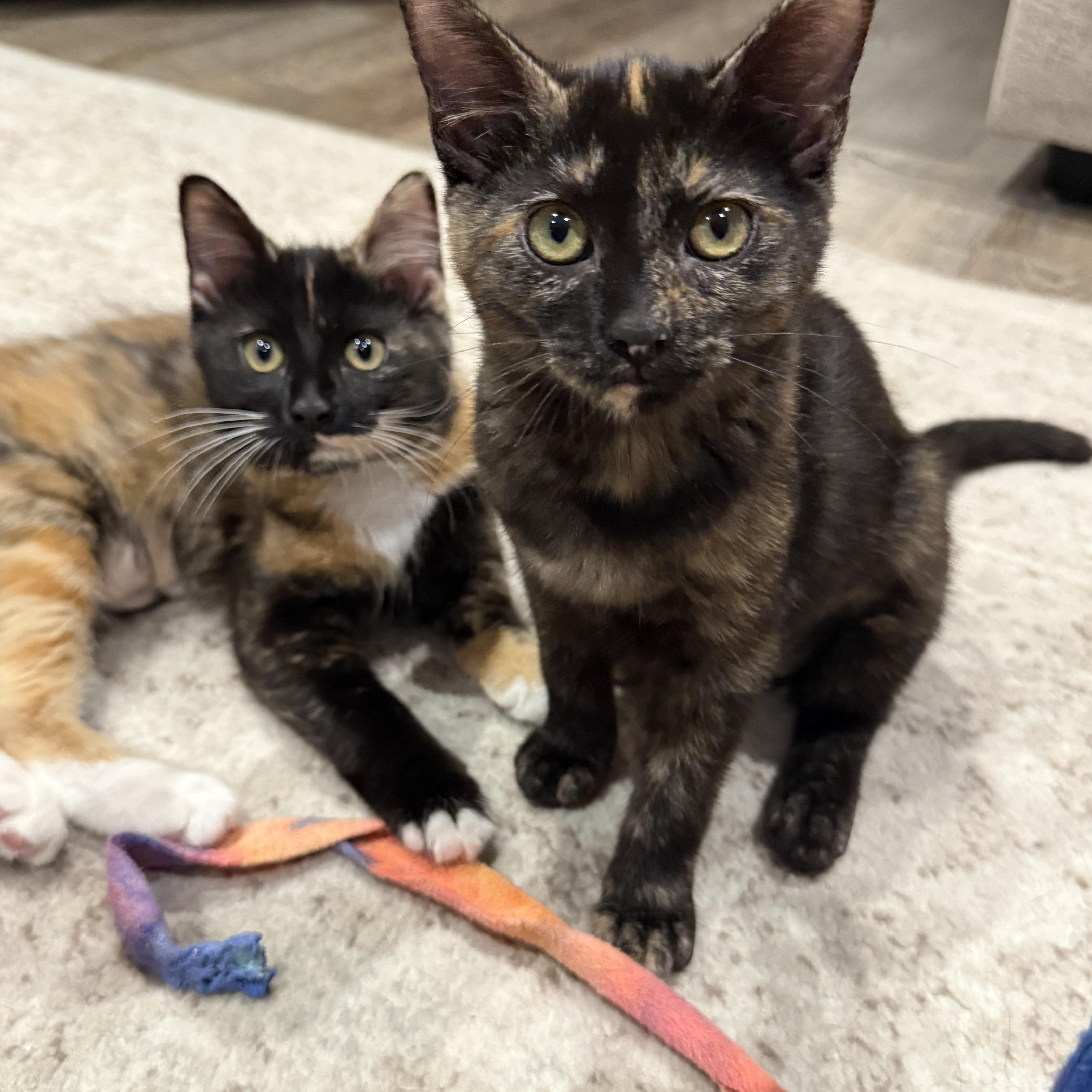Torta INDOOR ONLY, an adopted mixed breed in Stockton, CA image 6/6