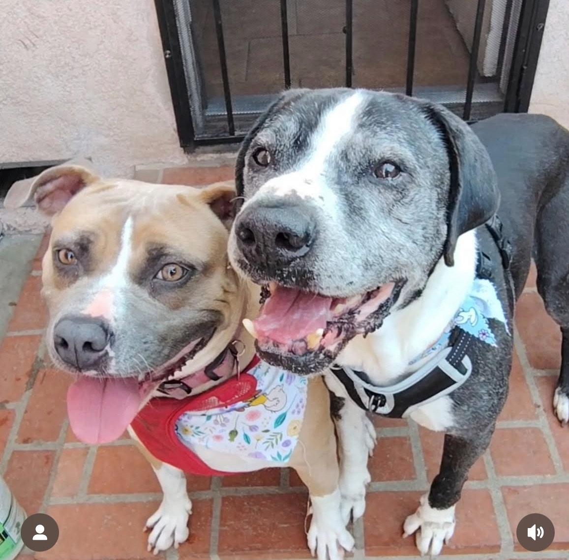 Lucy, a Adoptable Pit Bull Terrier in Cool, CA image 2/5