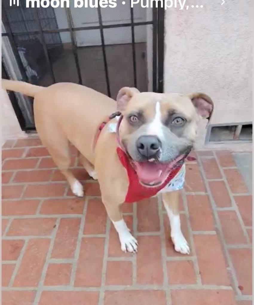 Lucy, a Adoptable Pit Bull Terrier in Cool, CA image 4/5