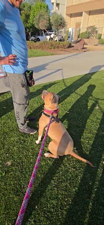 Enlarge Lucy, a Adoptable Pit Bull Terrier in Cool, CA video 5/5