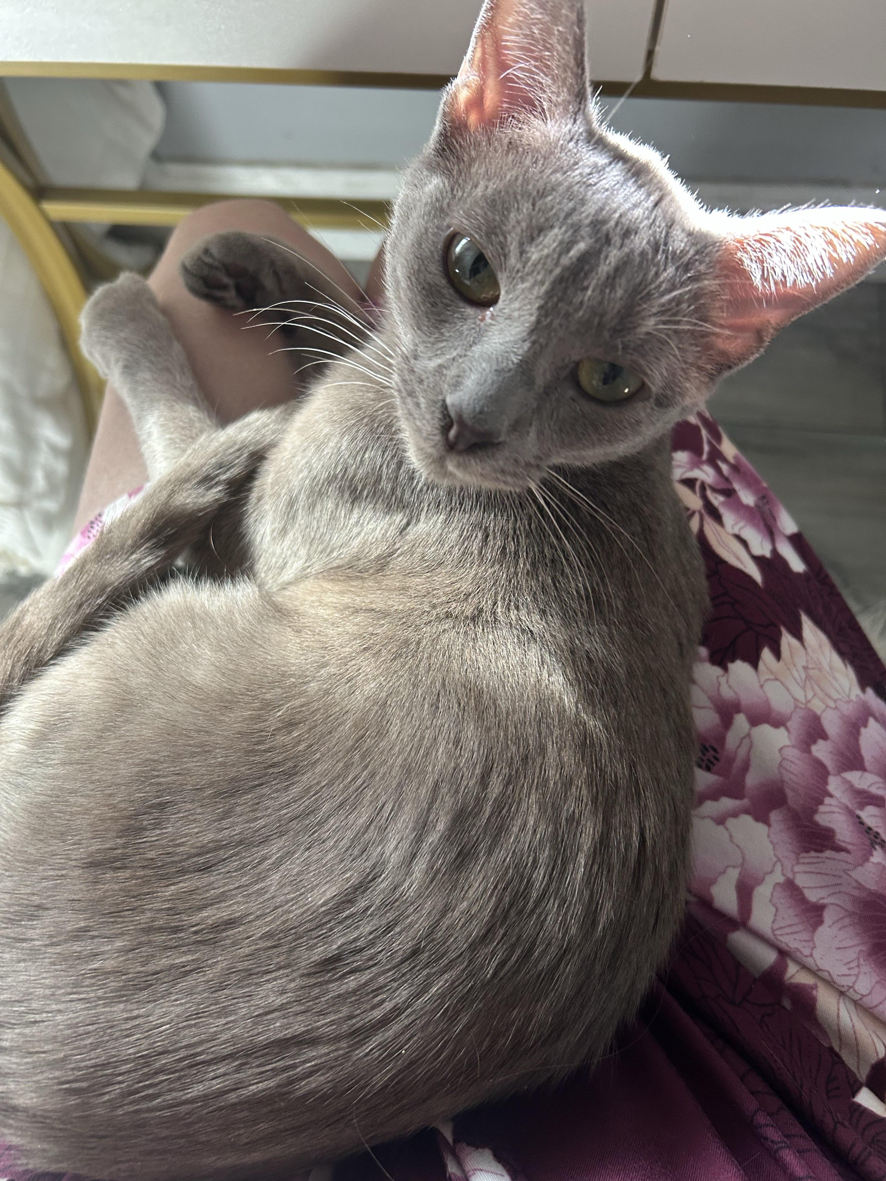 Strawberry Shortcake, Adoptable, Adult Female Domestic Short Hair.