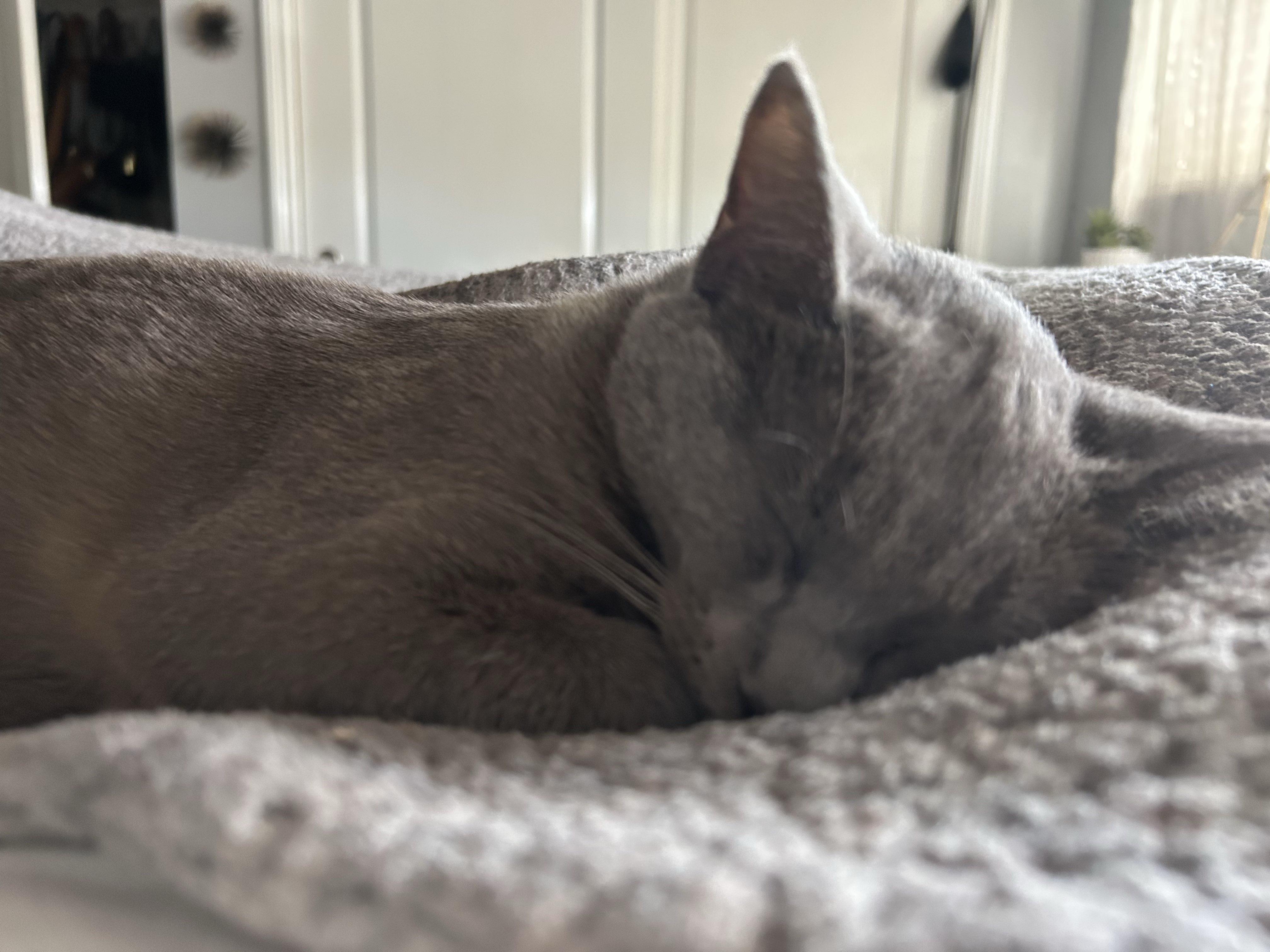 Enlarge Strawberry Shortcake, a Adoptable Domestic Short Hair in San Luis Obispo, CA image 3/6