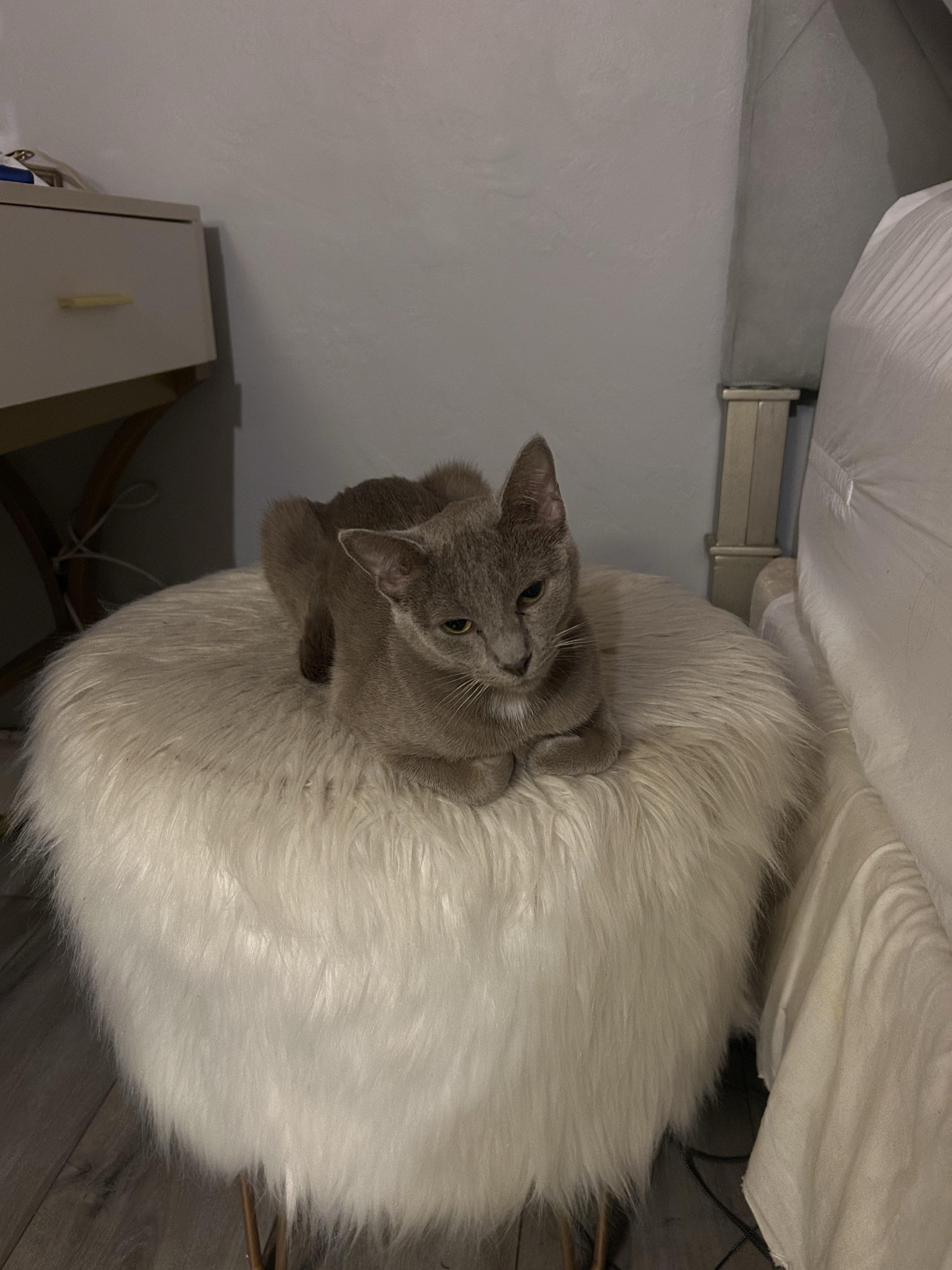 Enlarge Strawberry Shortcake, a Adoptable Domestic Short Hair in San Luis Obispo, CA image 4/6