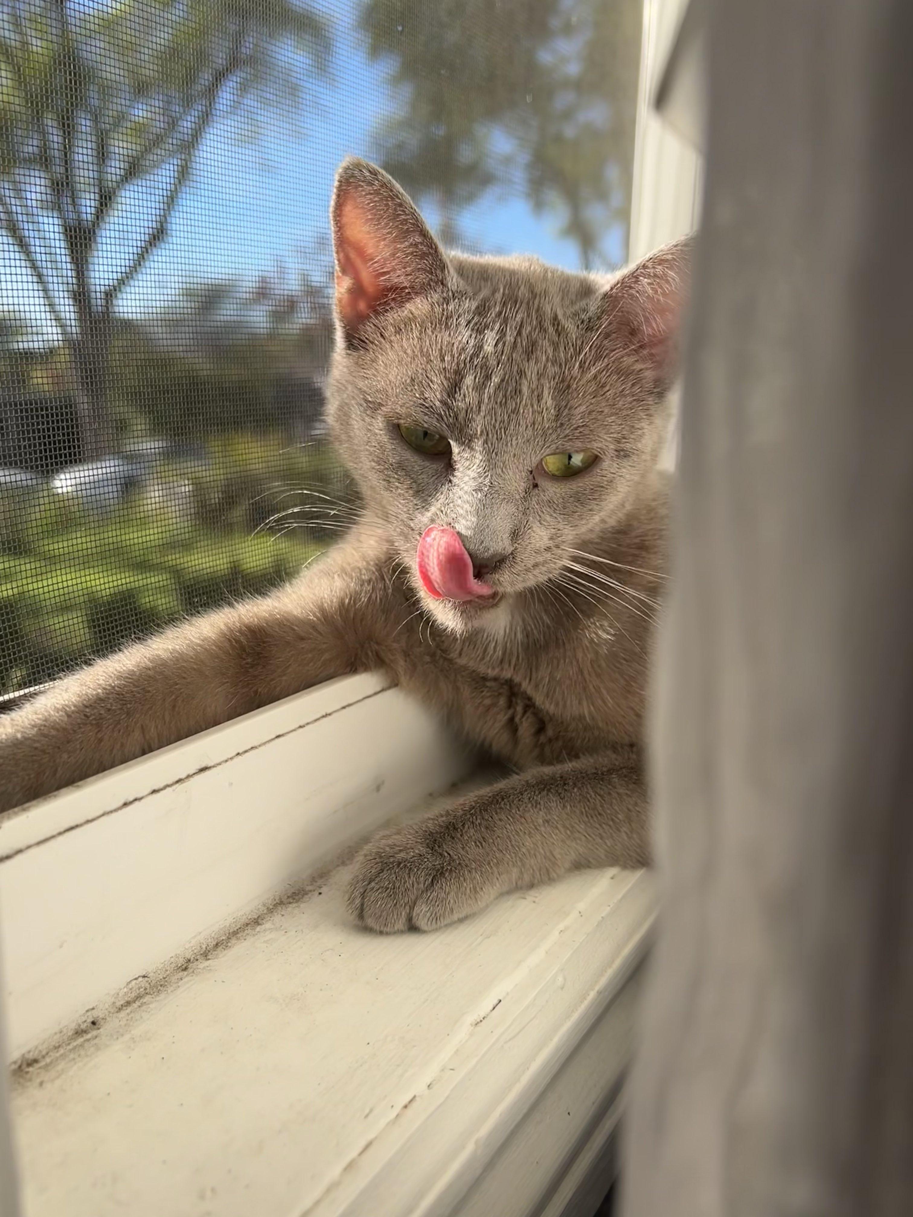 Enlarge Strawberry Shortcake, a Adoptable Domestic Short Hair in San Luis Obispo, CA image 5/6