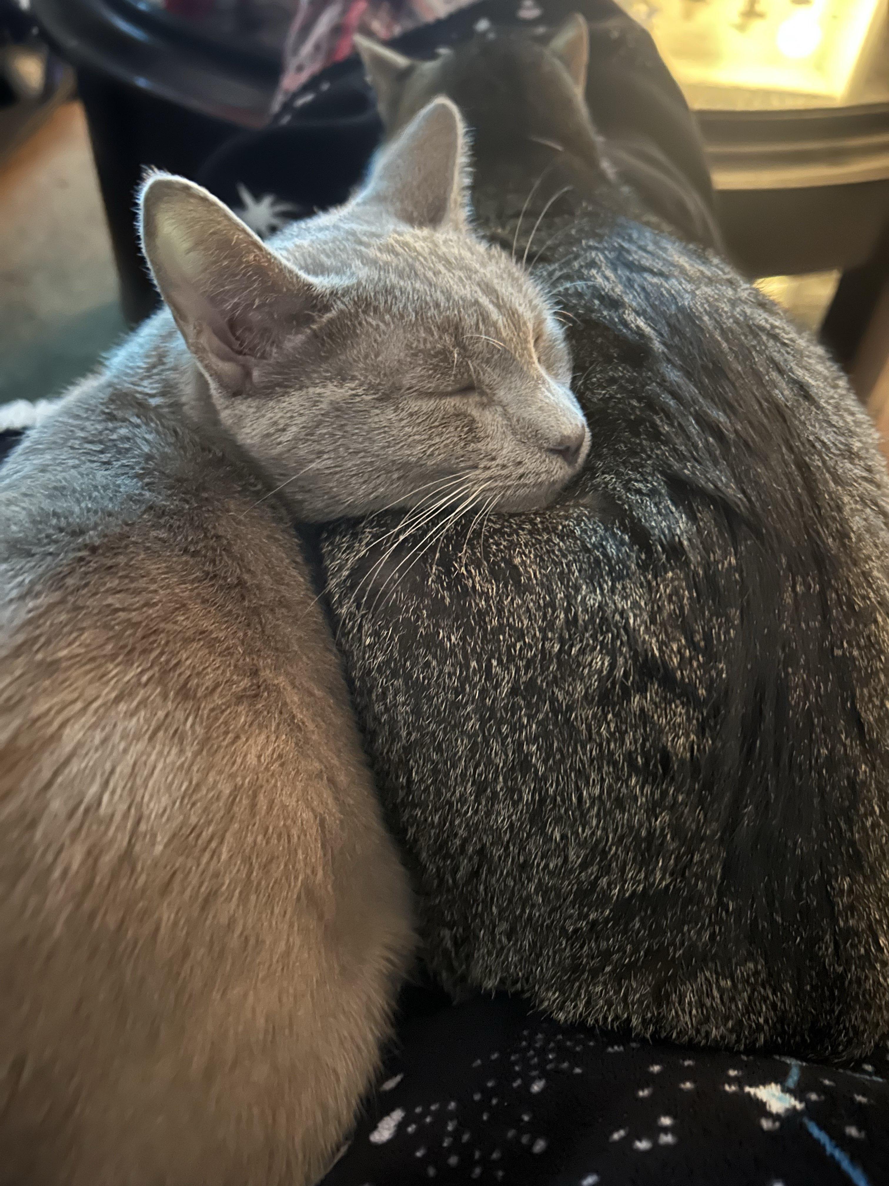 Enlarge Strawberry Shortcake, a Adoptable Domestic Short Hair in San Luis Obispo, CA image 6/6