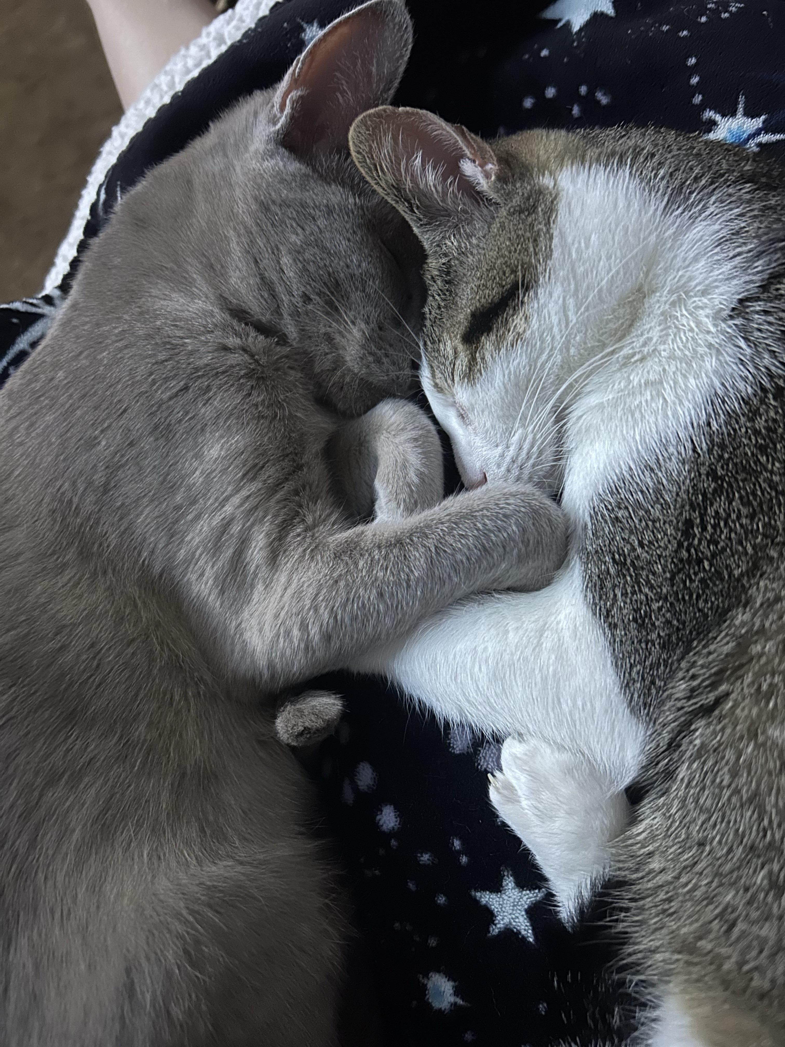 Enlarge Strawberry Shortcake, a Adoptable Domestic Short Hair in San Luis Obispo, CA image 2/6