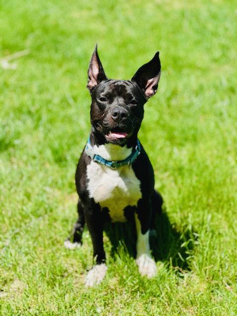 Maxii, Adopted, Young Female Pit Bull Terrier.