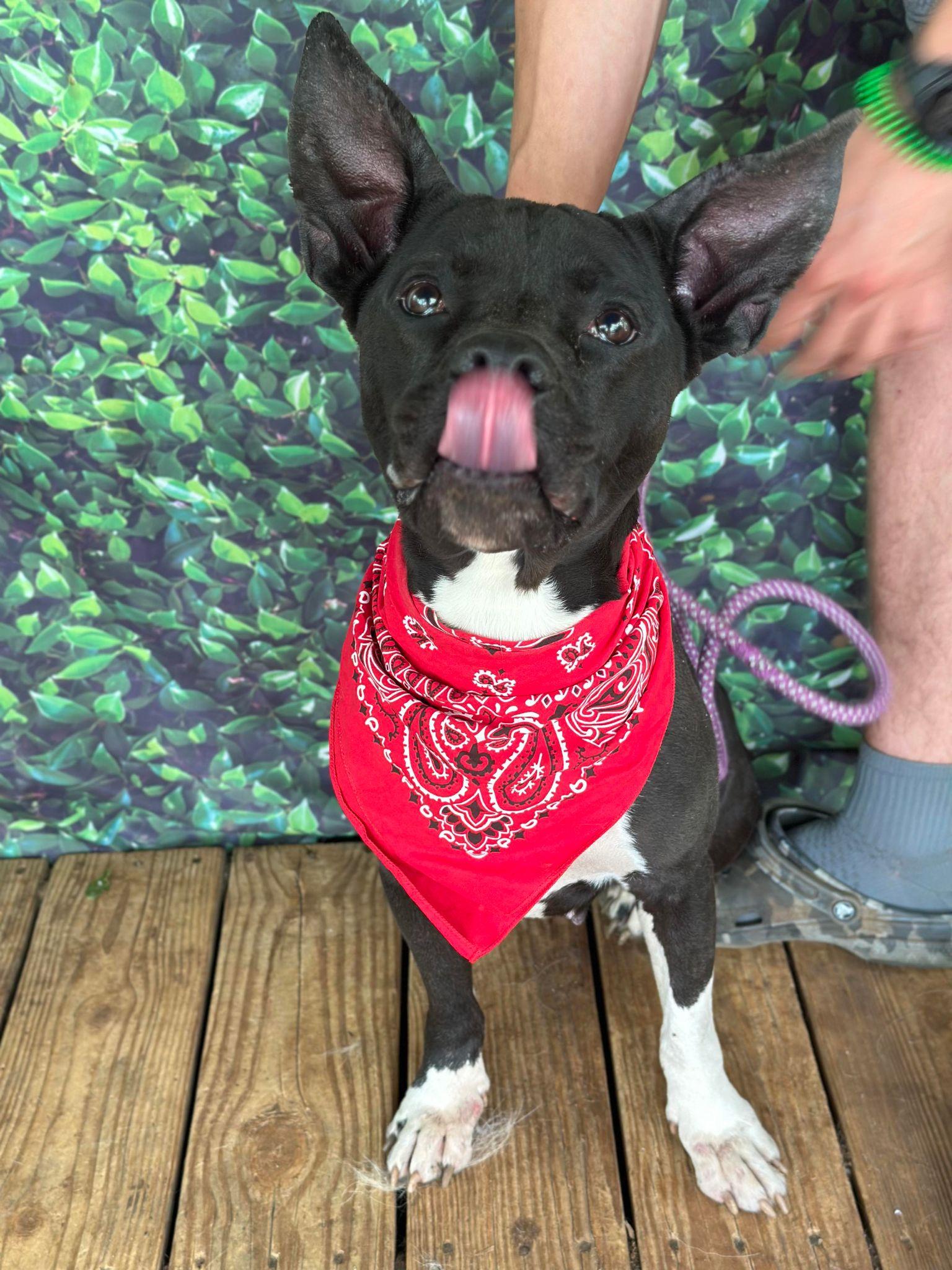 Enlarge Maxii, a Adopted Pit Bull Terrier in Hillsboro, NH image 3/3