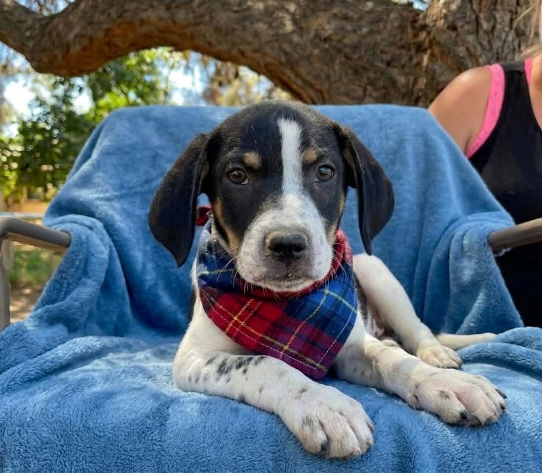 Enlarge Monster, a ADOPTABLE mixed breed in Temecula, CA image 2/6