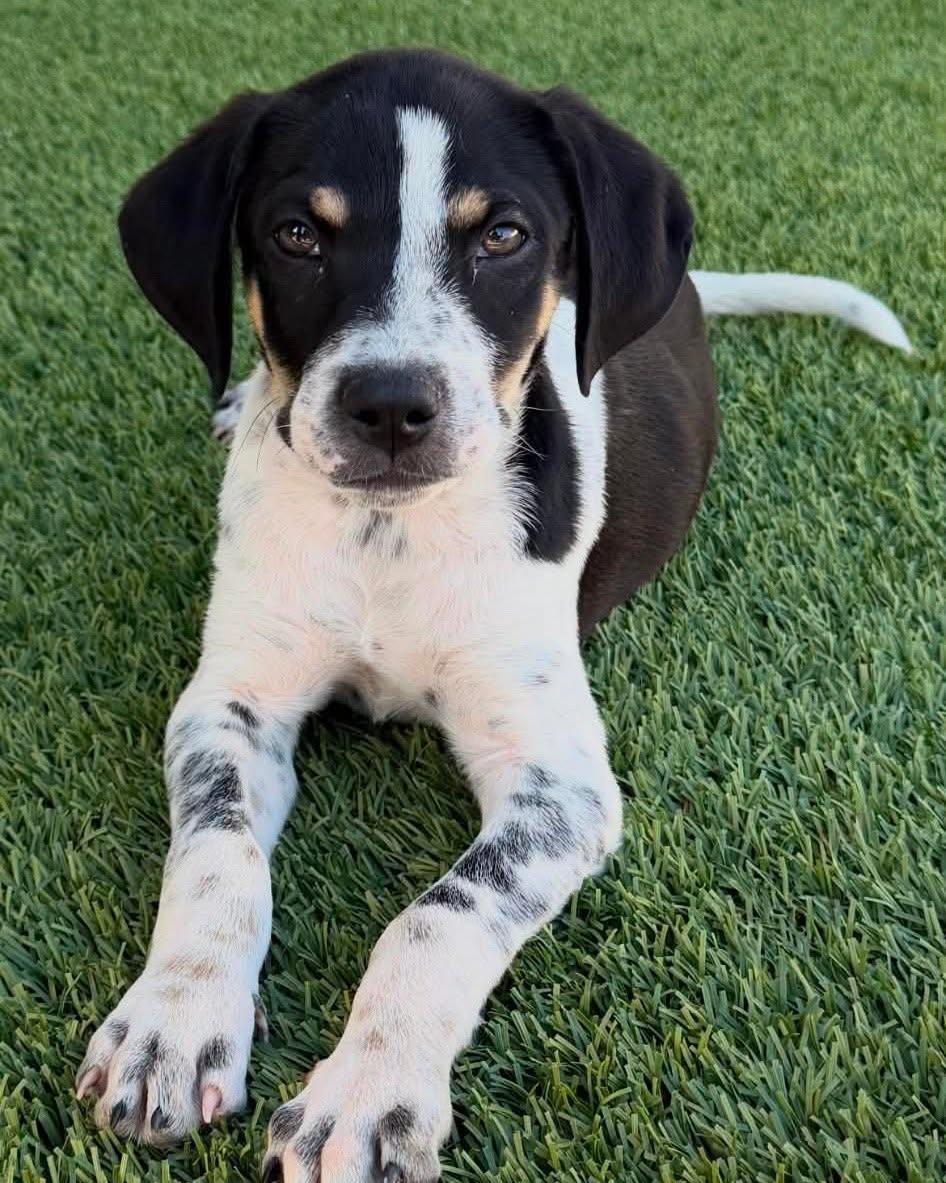 Enlarge Monster, a ADOPTABLE mixed breed in Temecula, CA image 6/6