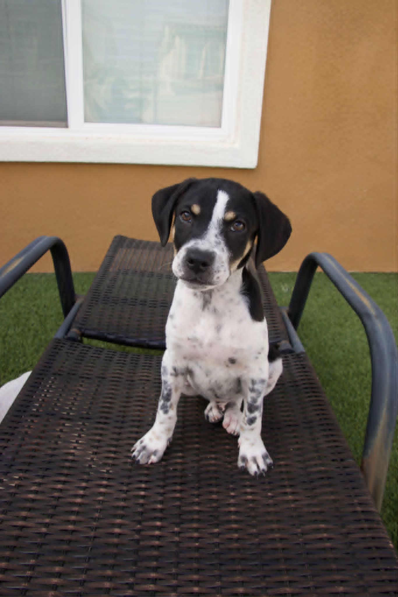 Enlarge Monster, a ADOPTABLE mixed breed in Temecula, CA image 1/6