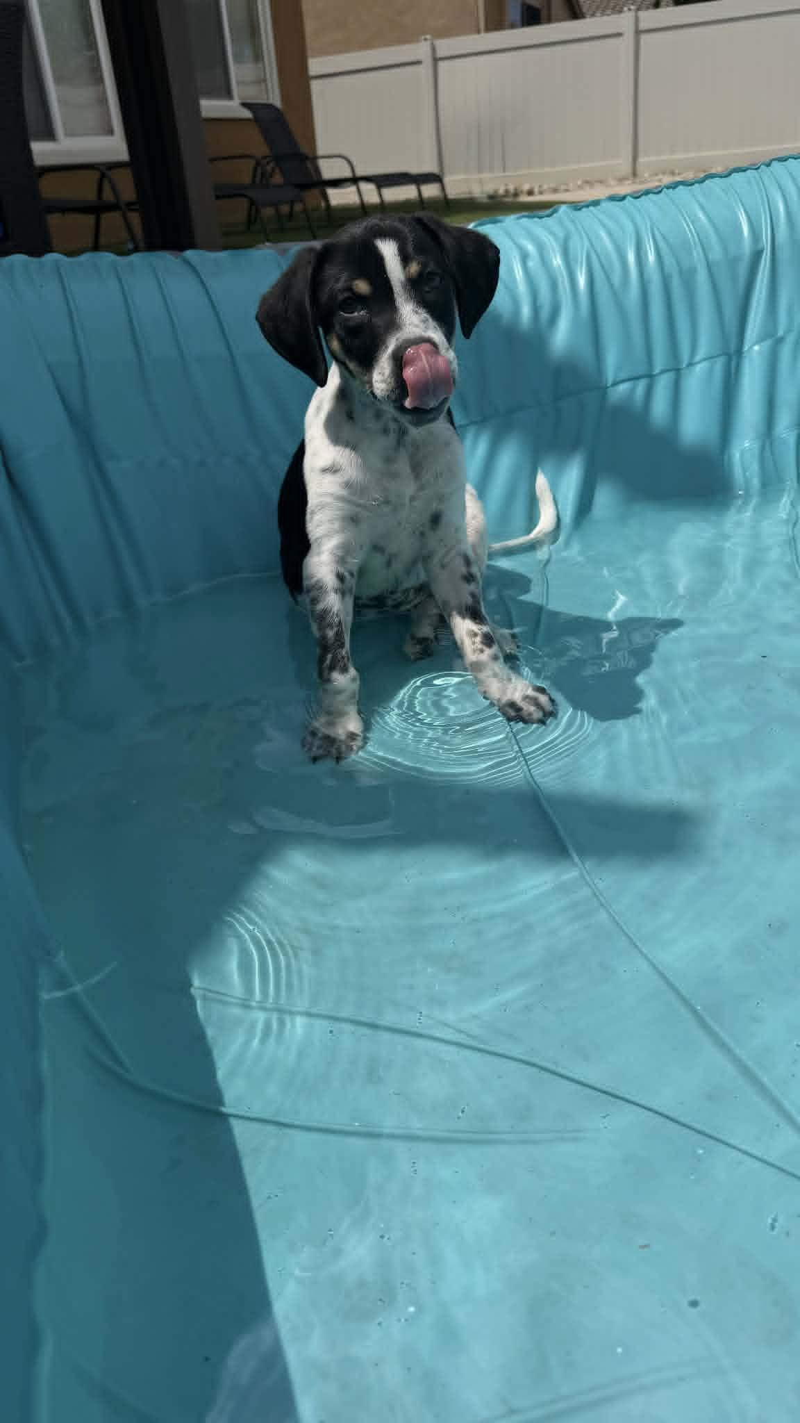Enlarge Monster, a ADOPTABLE mixed breed in Temecula, CA image 4/6