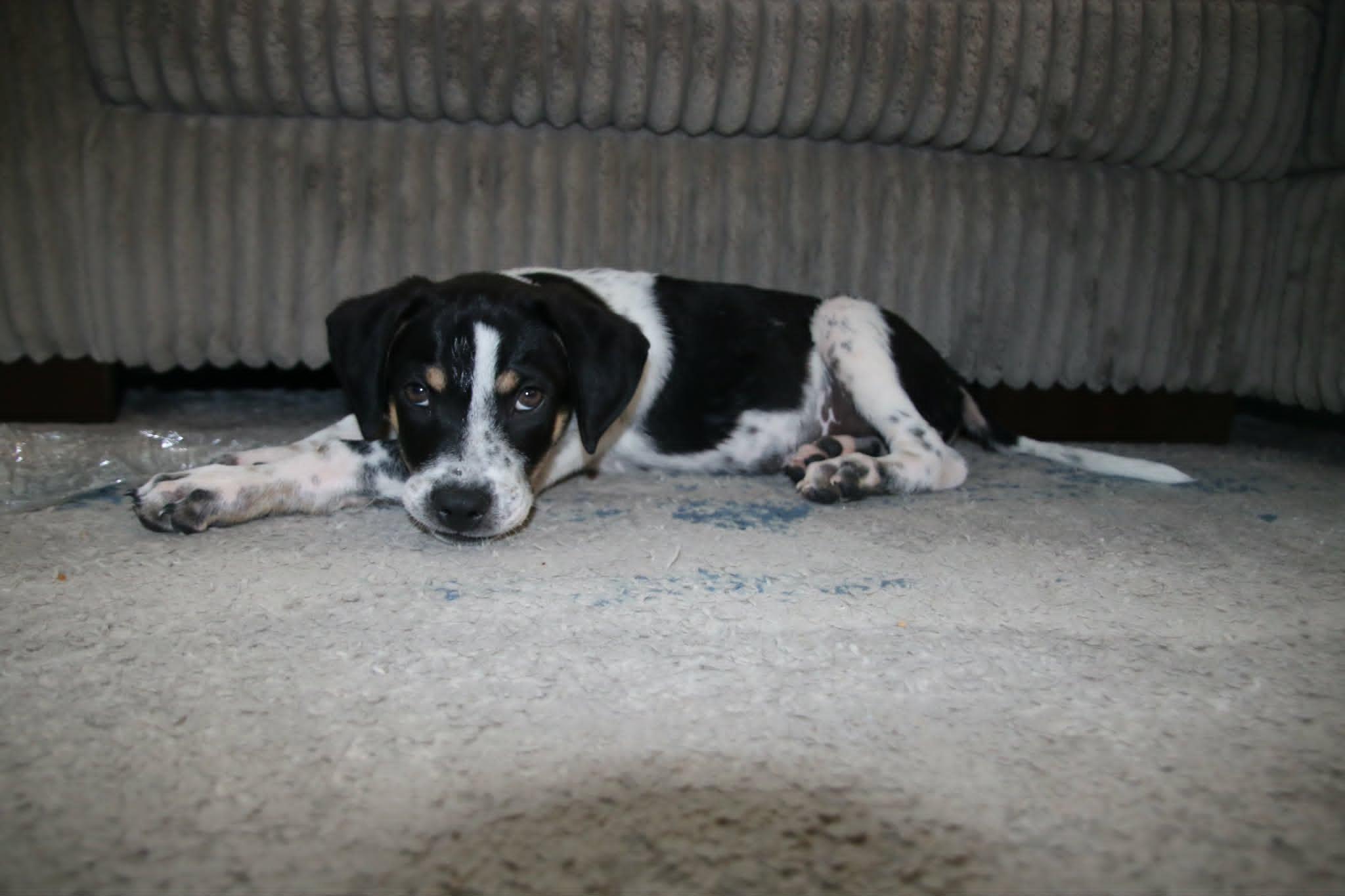 Enlarge Monster, a ADOPTABLE mixed breed in Temecula, CA image 5/6