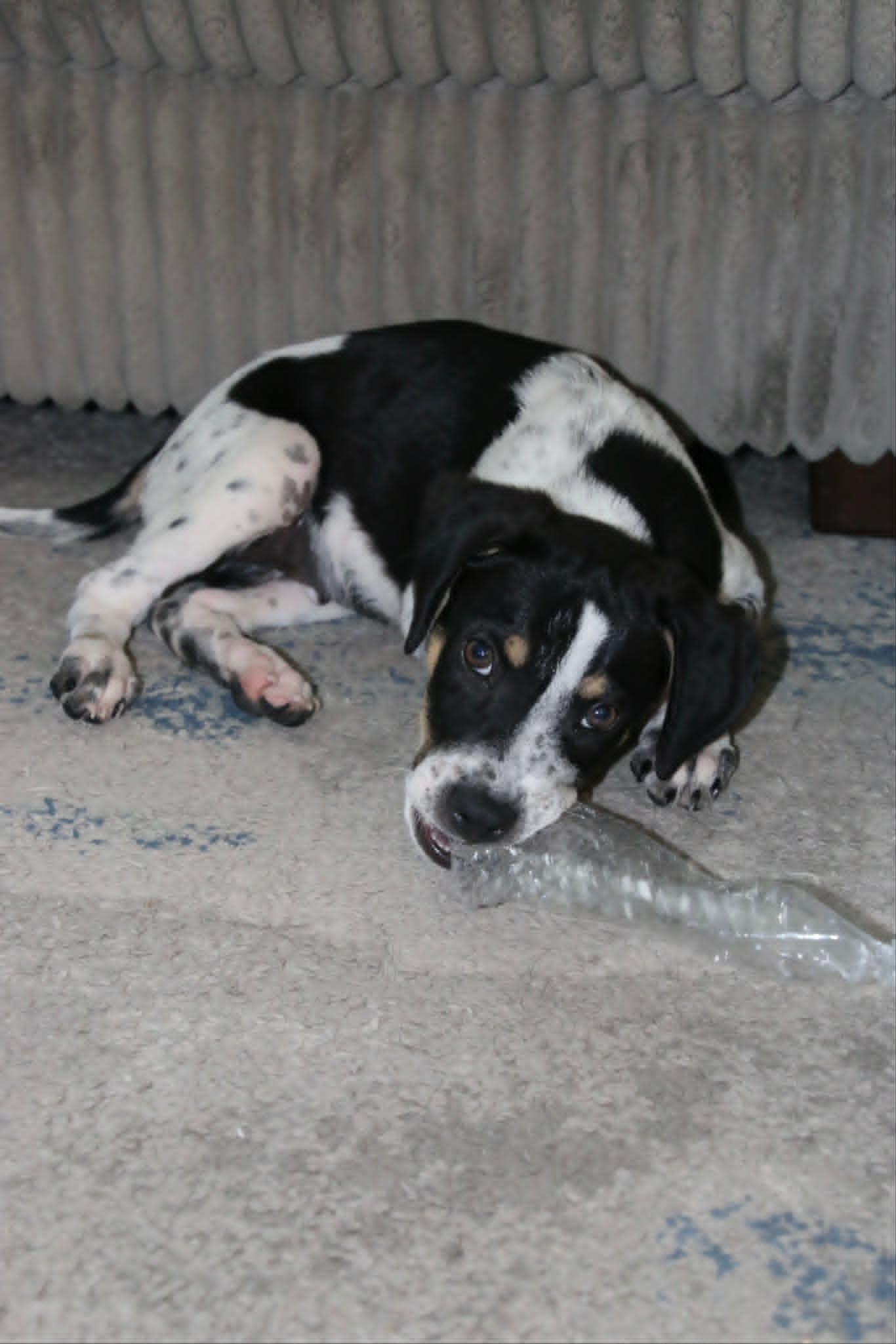 Enlarge Monster, a ADOPTABLE mixed breed in Temecula, CA image 3/6