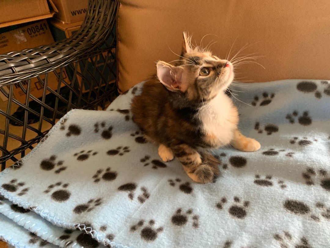 Calli, Adopted, Kitten Female Domestic Short Hair.