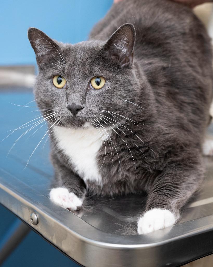 Benny, Adoptable, Young Male Domestic Short Hair.
