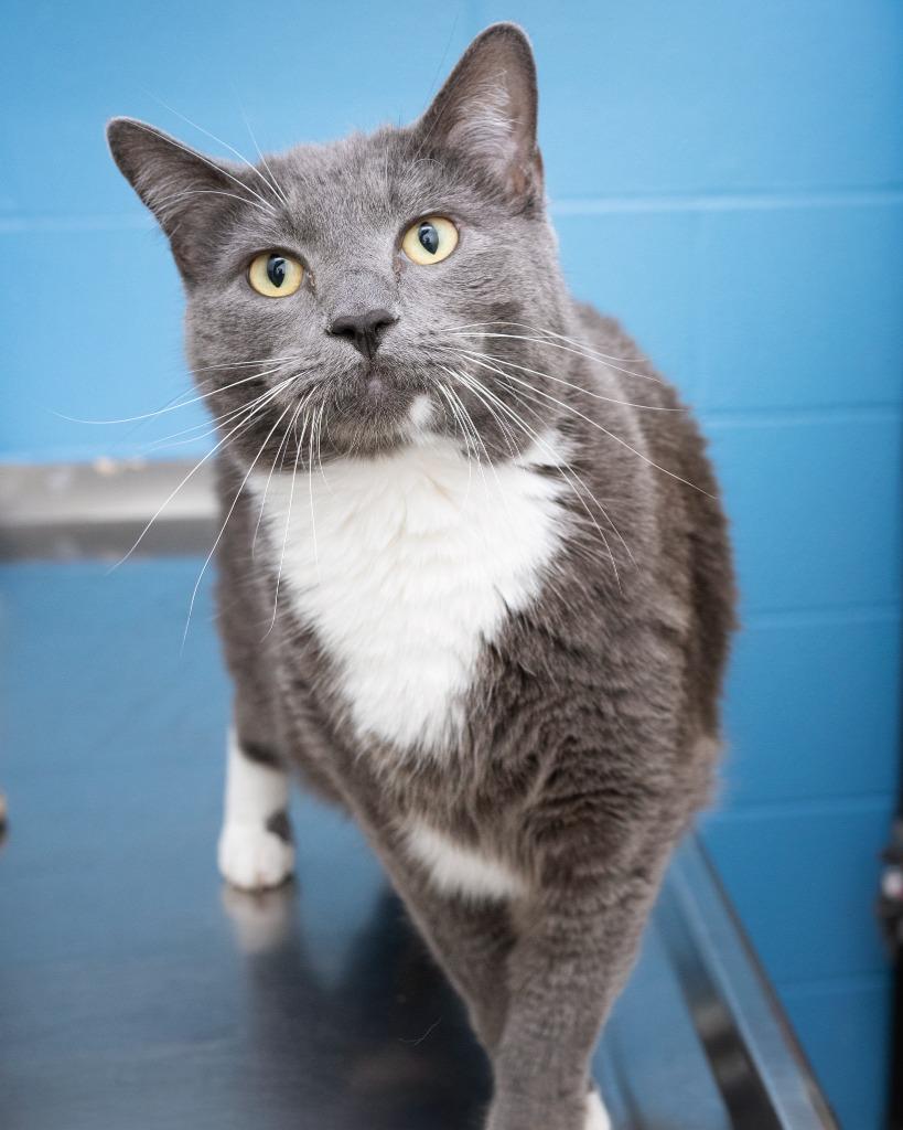 Enlarge Benny, a Adoptable mixed breed in Boone, IA image 2/2
