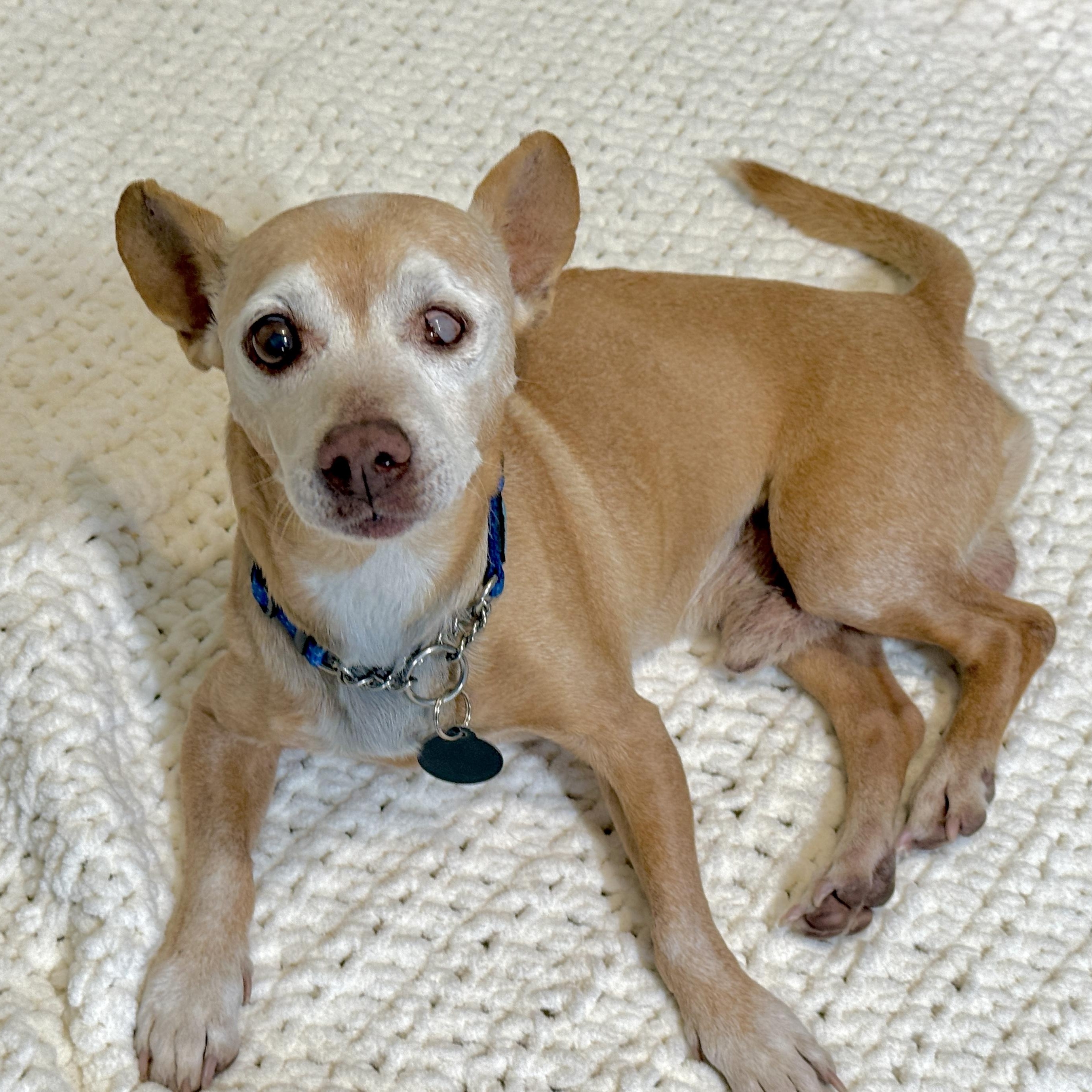 Ernie , ADOPTABLE, Senior Male Chihuahua.