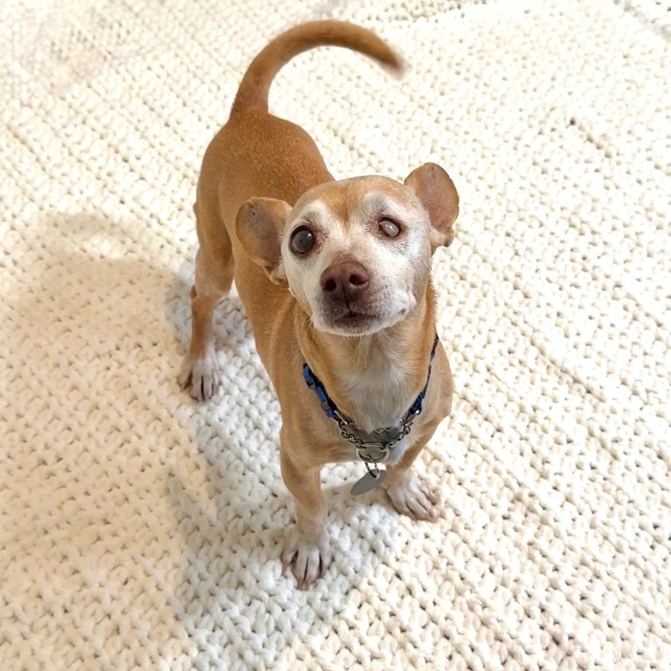 Enlarge Ernie , a ADOPTABLE Chihuahua in Scottsdale, AZ image 2/4