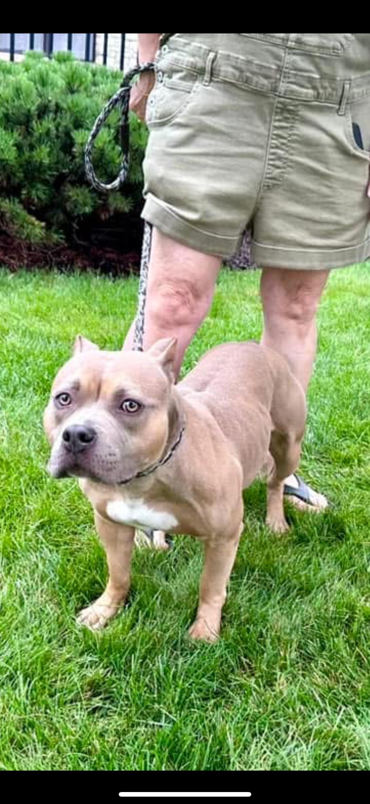 Enlarge Hazel, a Adoptable American Bully in Cary, IL image 1/6