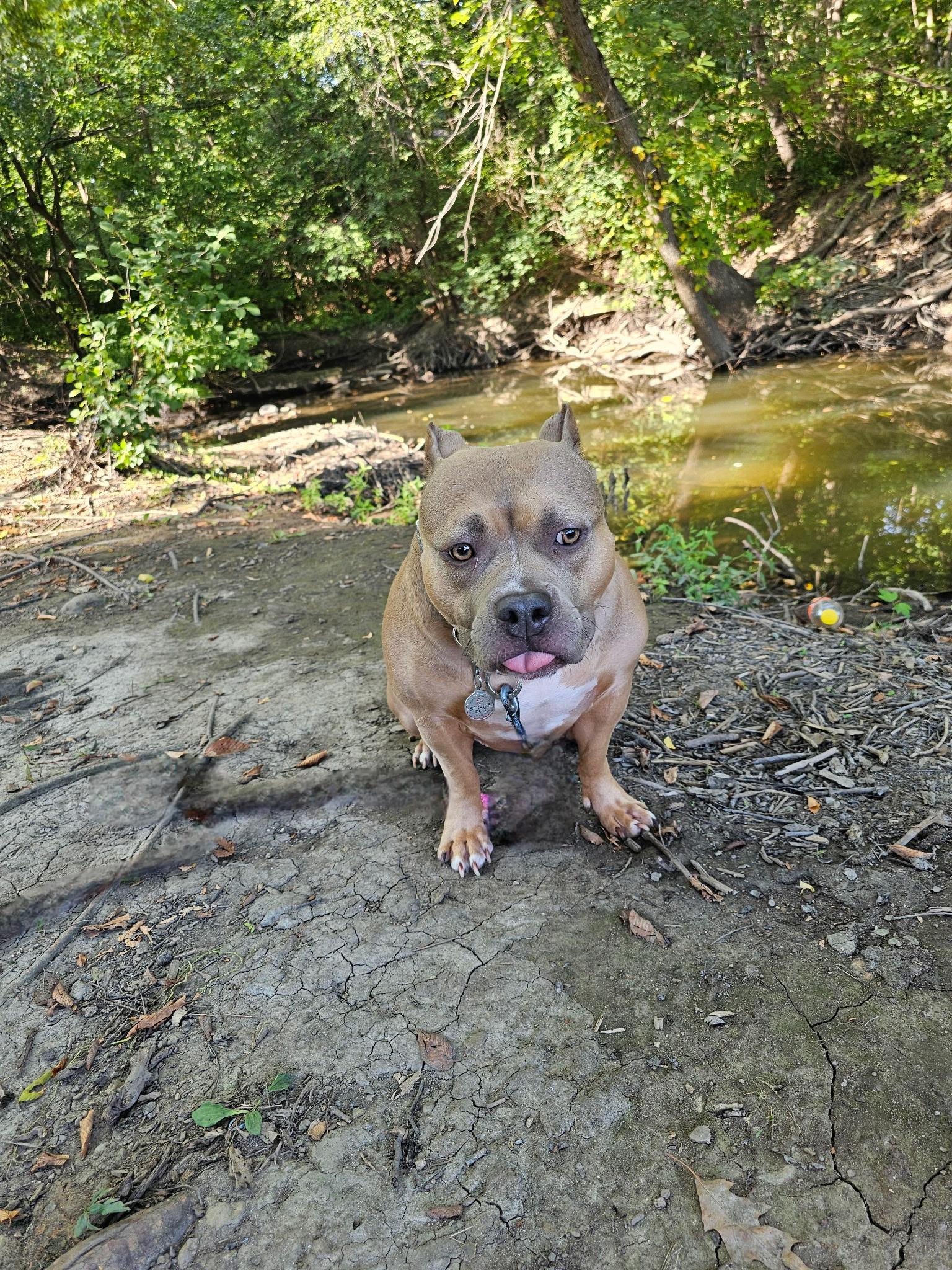 Enlarge Hazel, a Adoptable American Bully in Cary, IL image 4/6