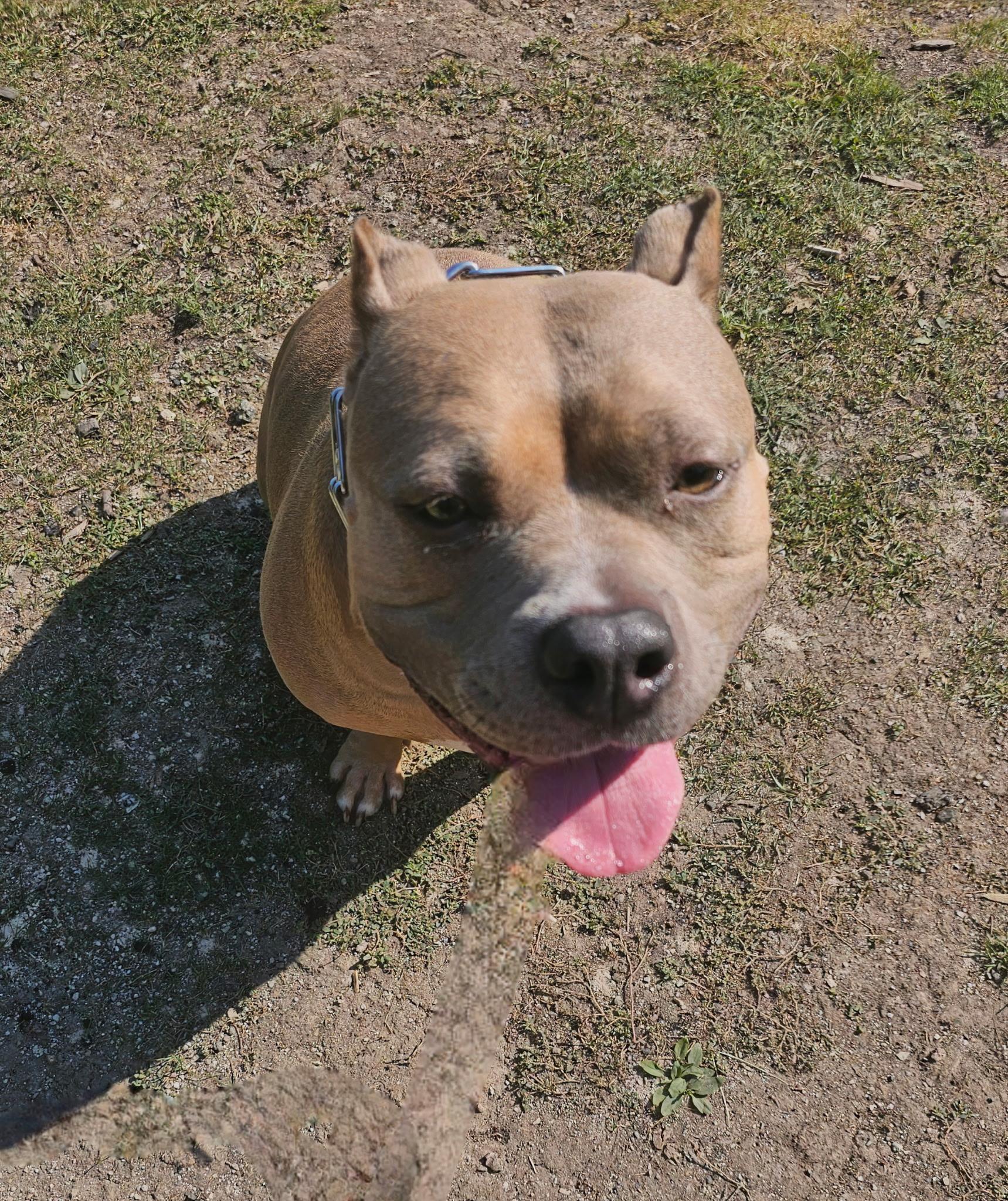 Enlarge Hazel, a Adoptable American Bully in Cary, IL image 5/6