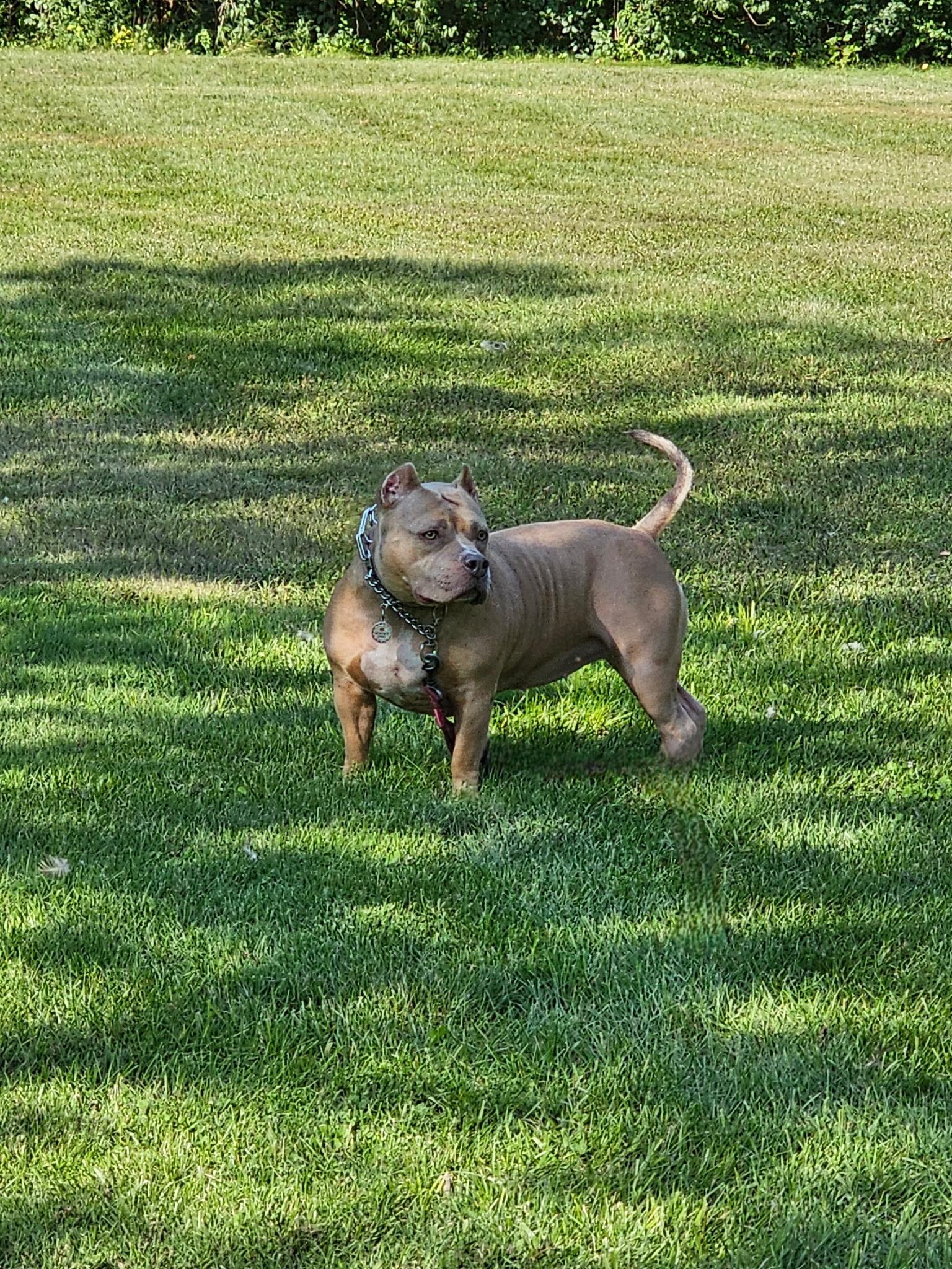Enlarge Hazel, a Adoptable American Bully in Cary, IL image 6/6