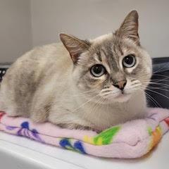 Wilma, adopted, Adult Female Siamese.