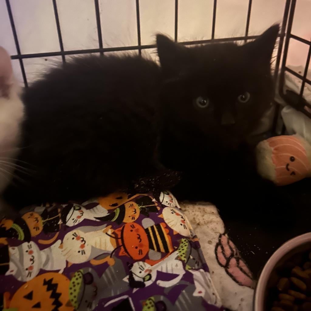 Muertos, a Adoptable Domestic Long Hair in Veneta, OR image 1/3