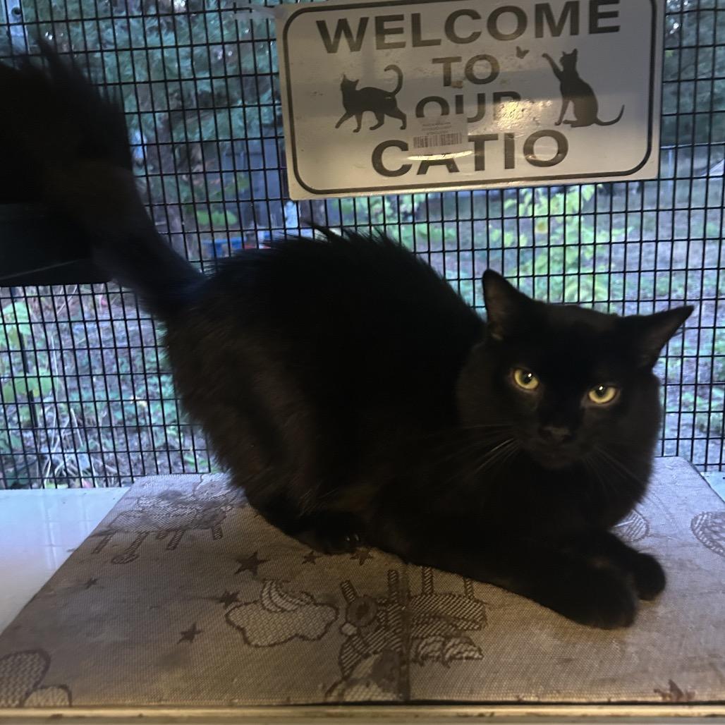 Muertos, a Adoptable Domestic Long Hair in Veneta, OR image 2/3