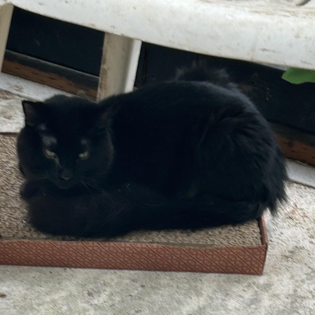 Muertos, a Adoptable Domestic Long Hair in Veneta, OR image 3/3