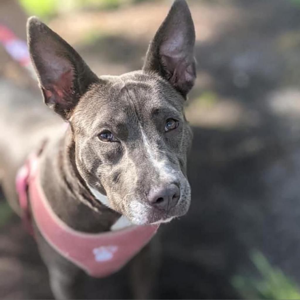 Baby Blue, Adoptable, Adult Female Bull Terrier.