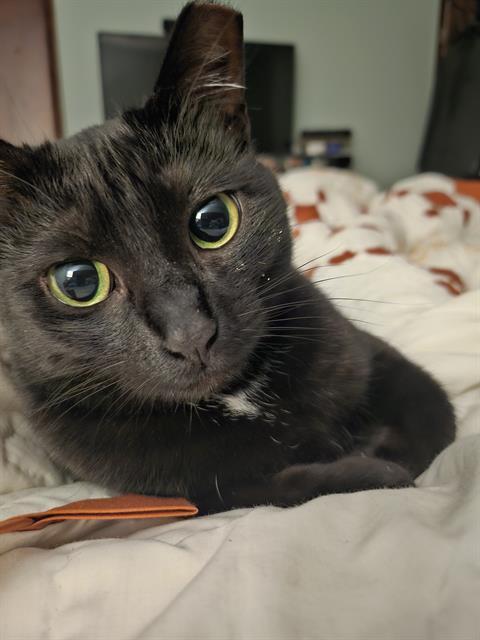 NOVA, Adoptable, Adult Female Domestic Short Hair.