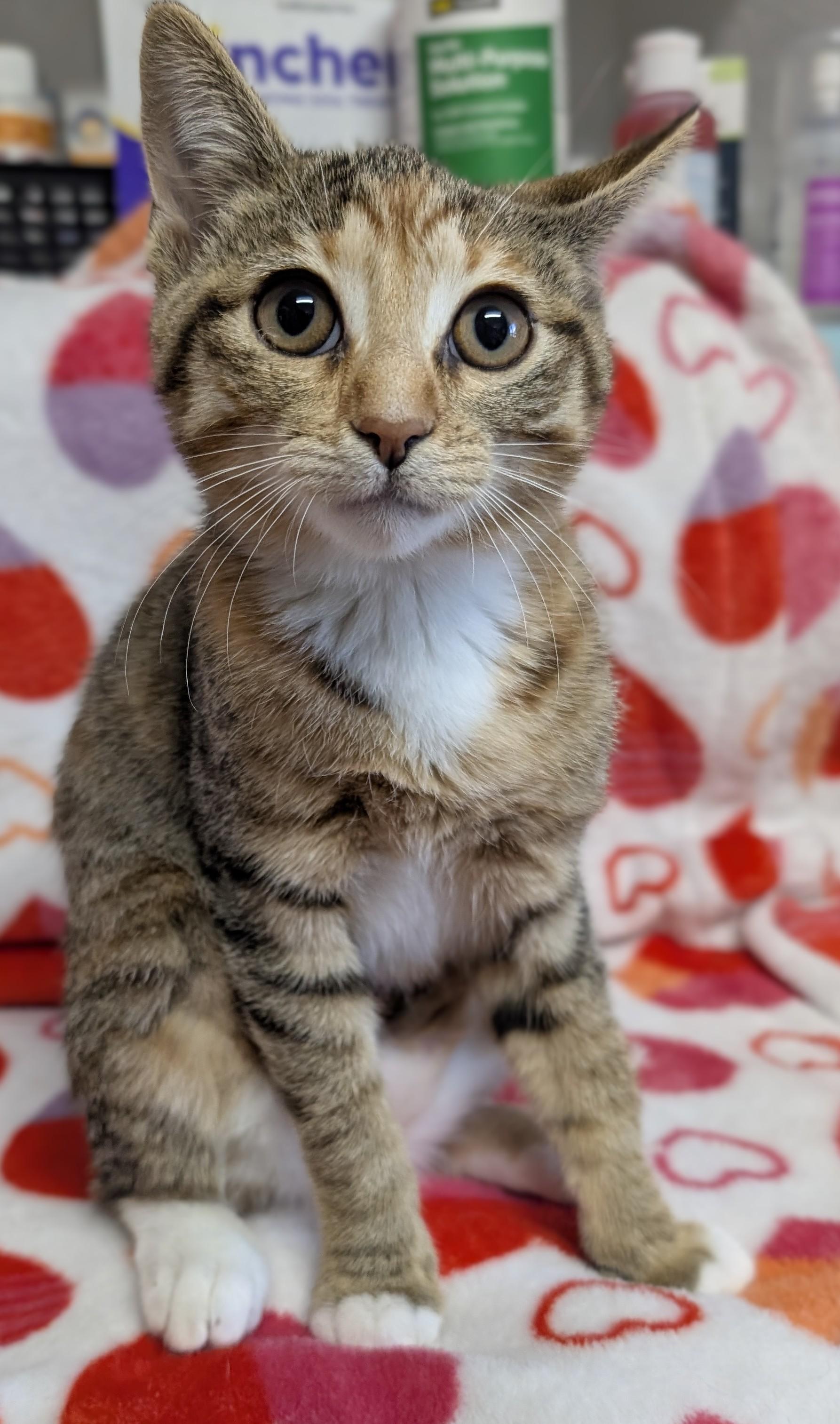 Enlarge Tawney, a Adoptable Domestic Short Hair in Bisbee, AZ image 1/1
