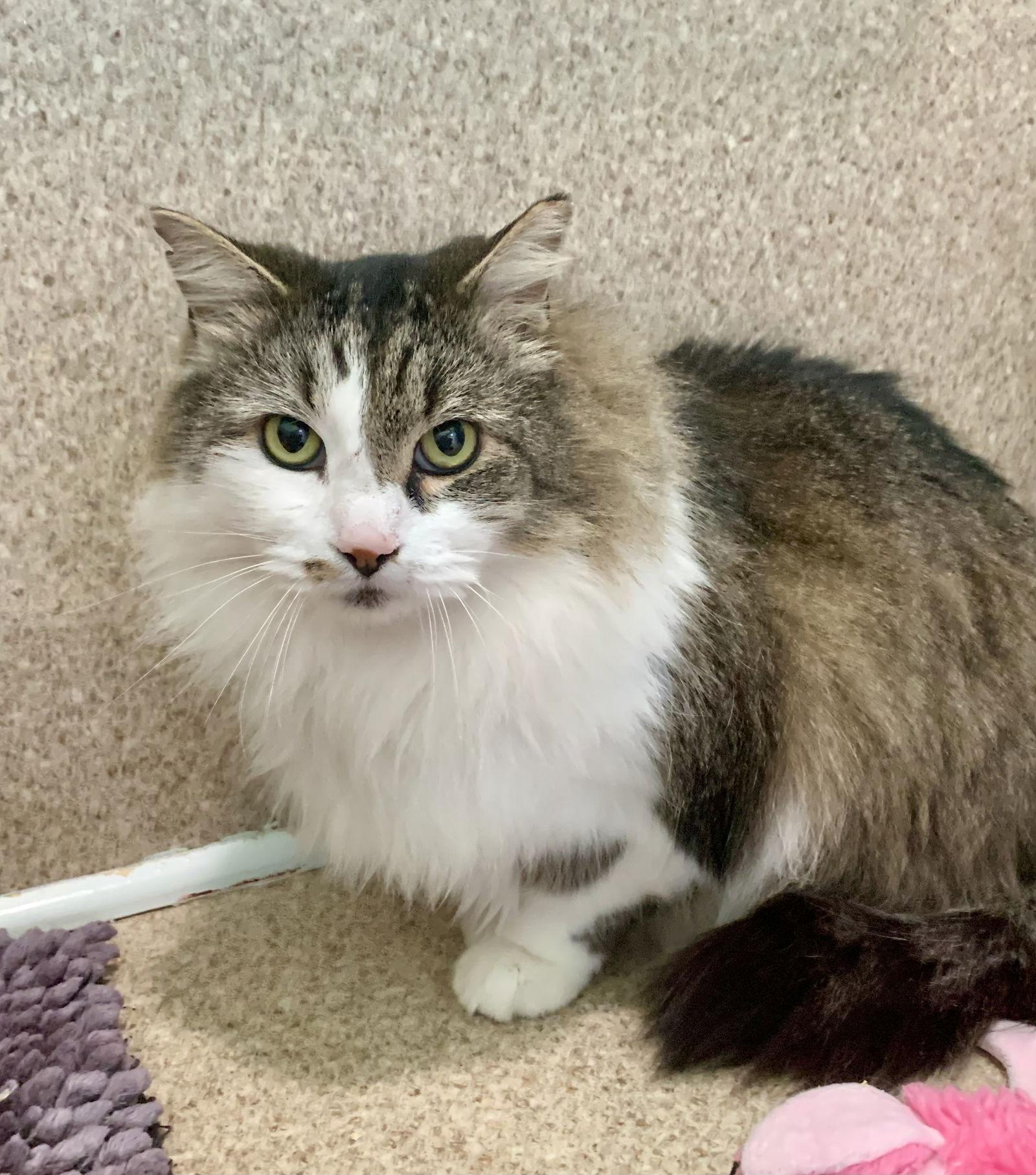 Sasha, Adoptable, Adult Female Domestic Long Hair & Tabby.