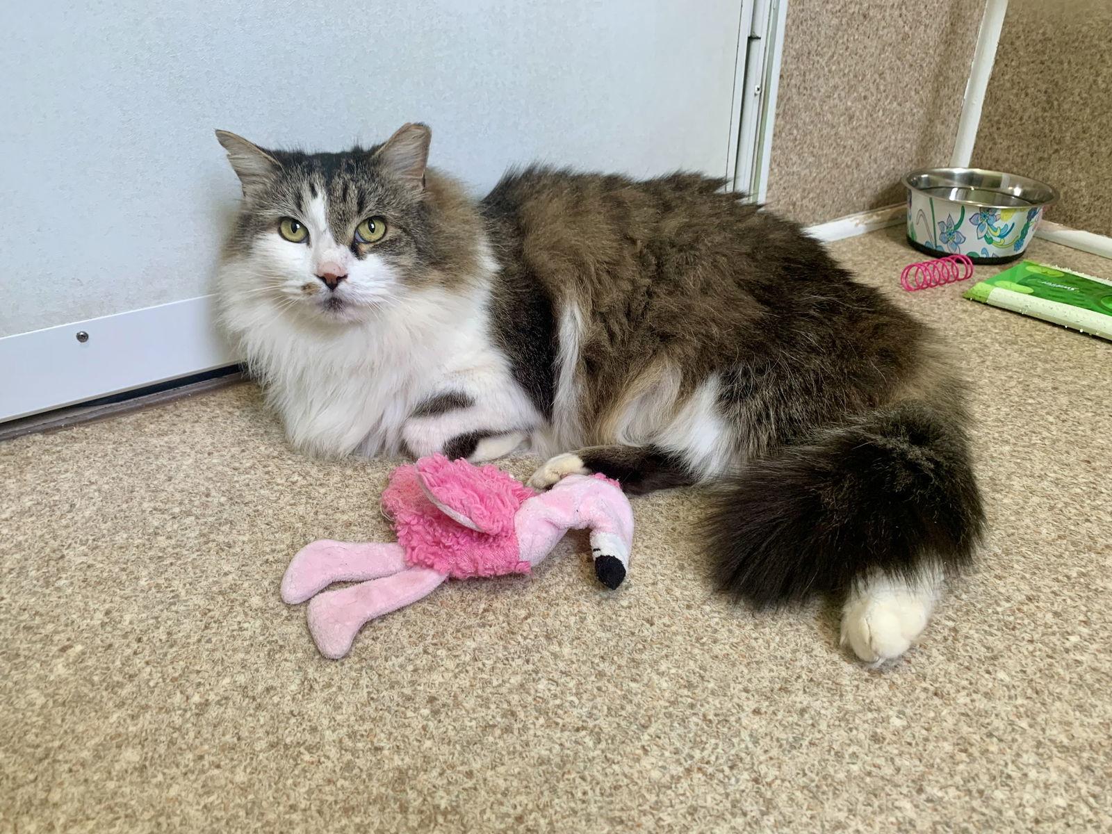 Enlarge Sasha, a Adoptable mixed breed in Mc Cormick, SC image 3/3