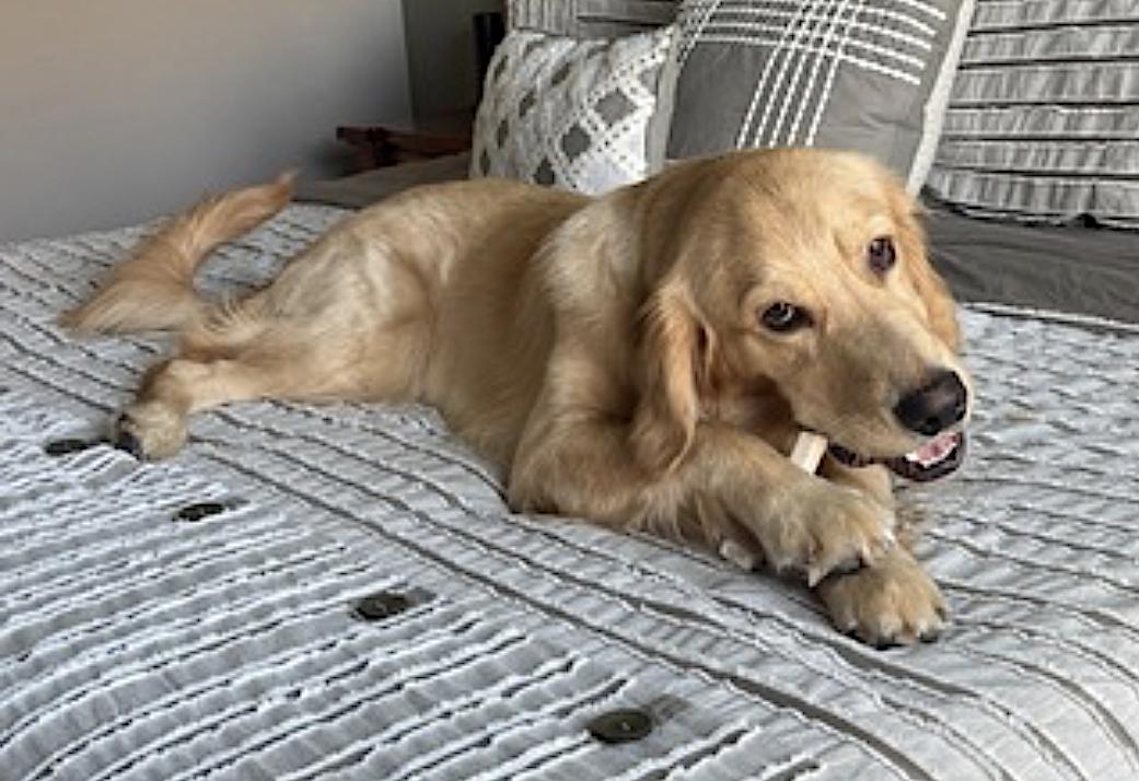 Charlie — thumbnail 2