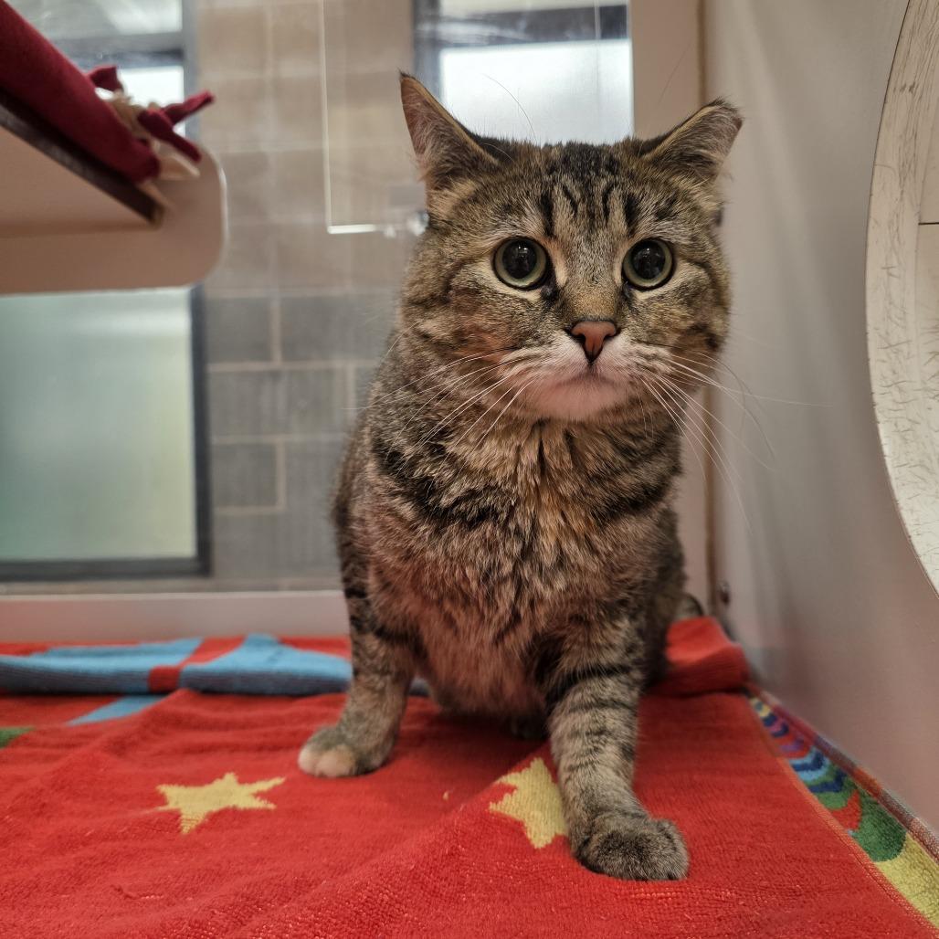 Enlarge Flower, a Adoptable Domestic Short Hair in Cheyenne, WY image 1/3