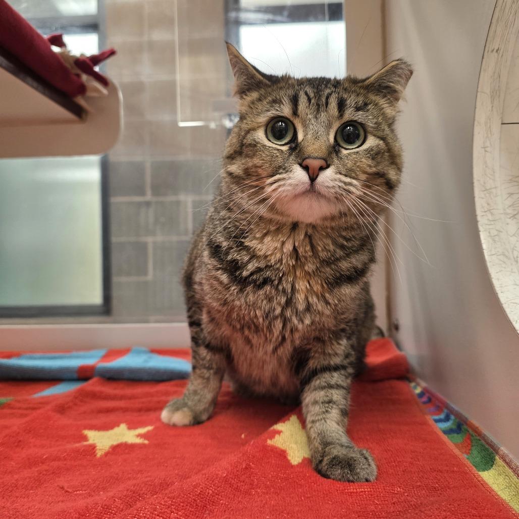 Enlarge Flower, a Adoptable Domestic Short Hair in Cheyenne, WY image 2/3
