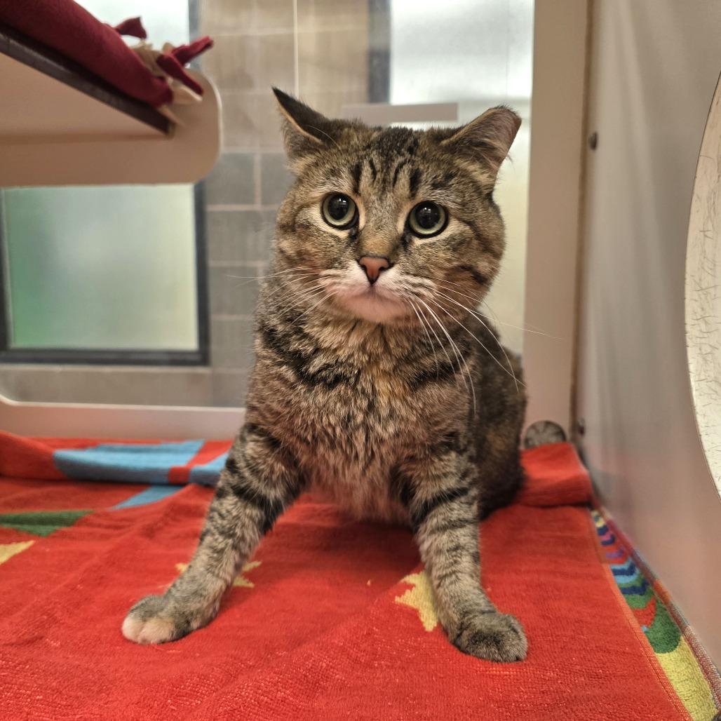 Enlarge Flower, a Adoptable Domestic Short Hair in Cheyenne, WY image 3/3