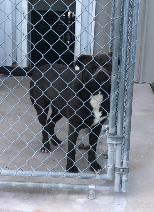 Enlarge Charlie- URGENT!, a Adopted mixed breed in Springfield, TN video 2/2