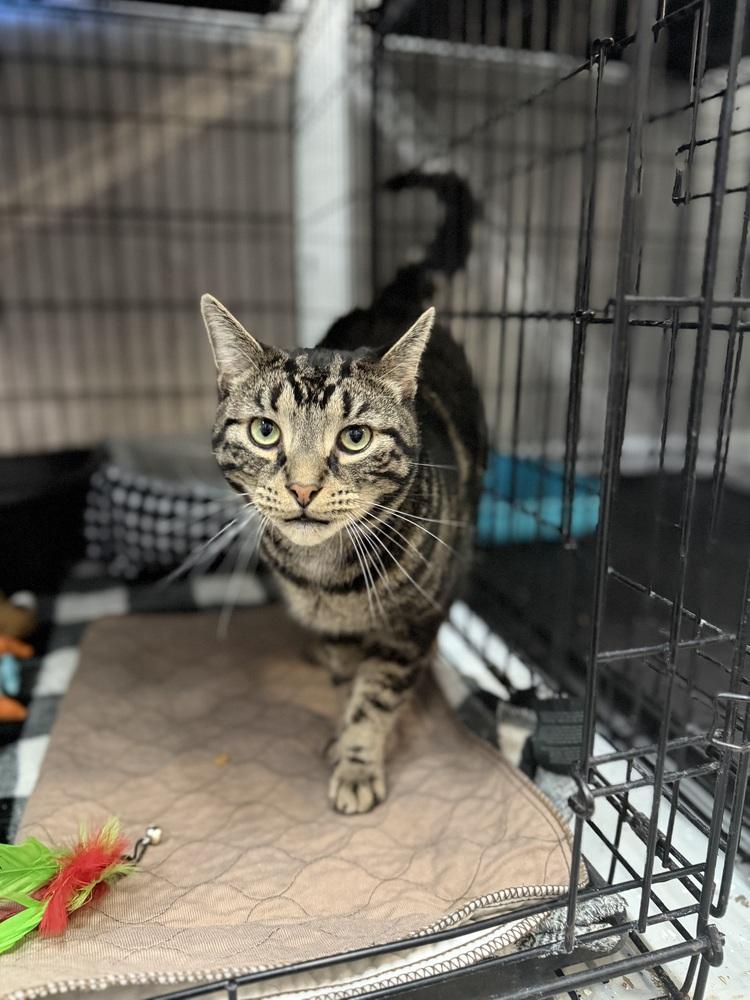 carl, Adoptable, Young Male Domestic Short Hair.