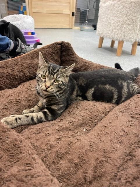 carl, Adoptable, Young Male Domestic Short Hair.