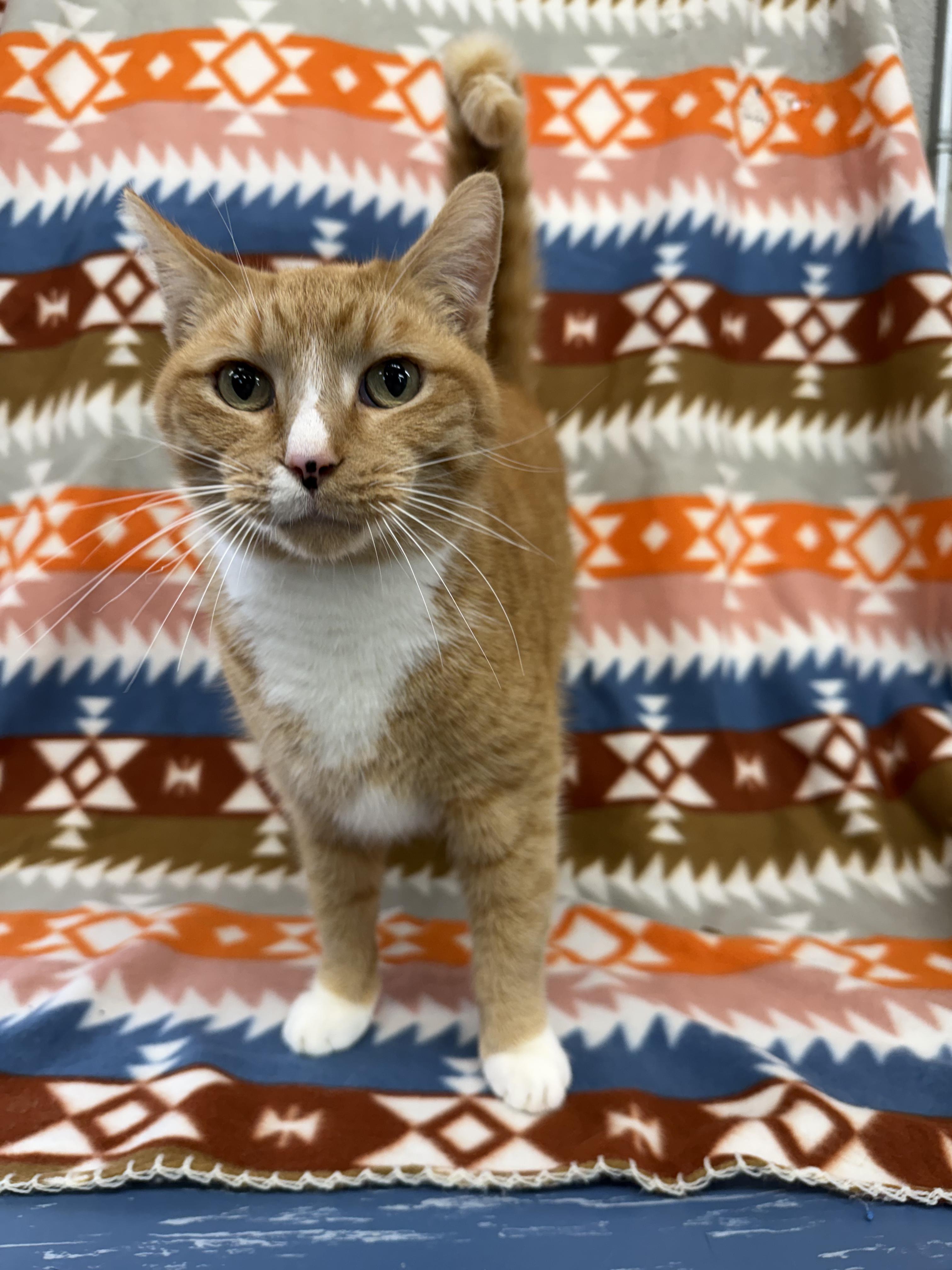 Enlarge Atlas, a ADOPTABLE Domestic Short Hair in Winamac, IN image 1/1