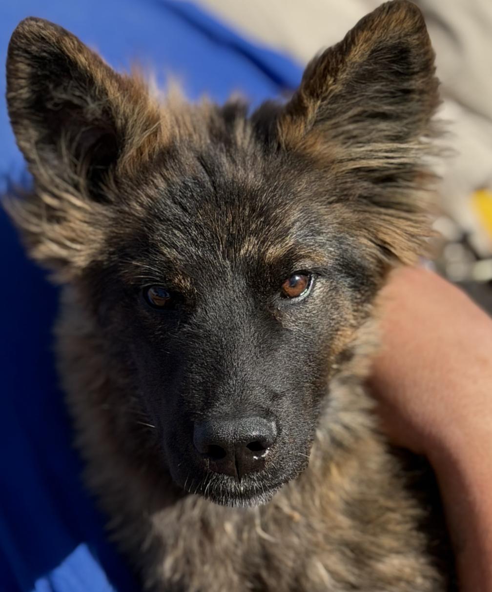 Enlarge Bonzai, a Adopted mixed breed in Coralville, IA image 1/3