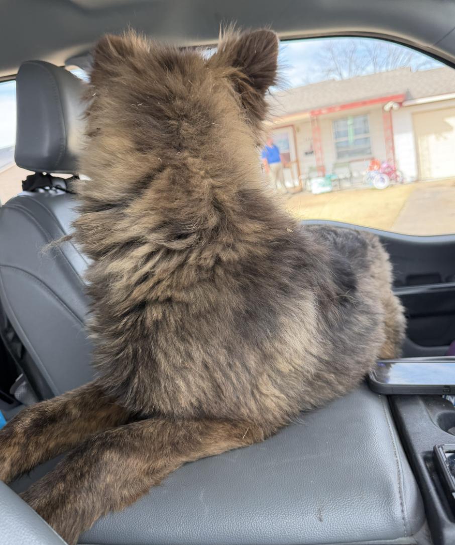 Enlarge Bonzai, a Adopted mixed breed in Coralville, IA image 2/3